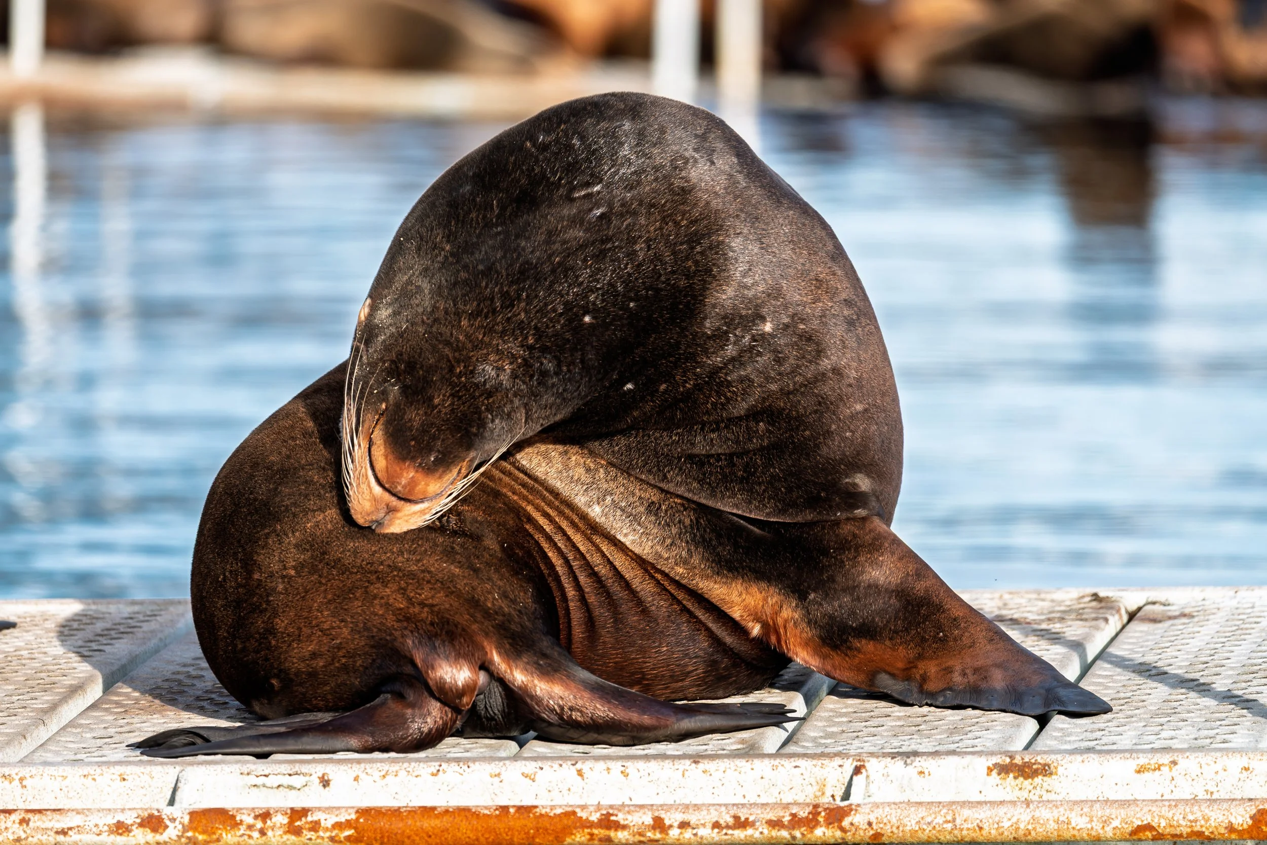 California sea lion (Copy)