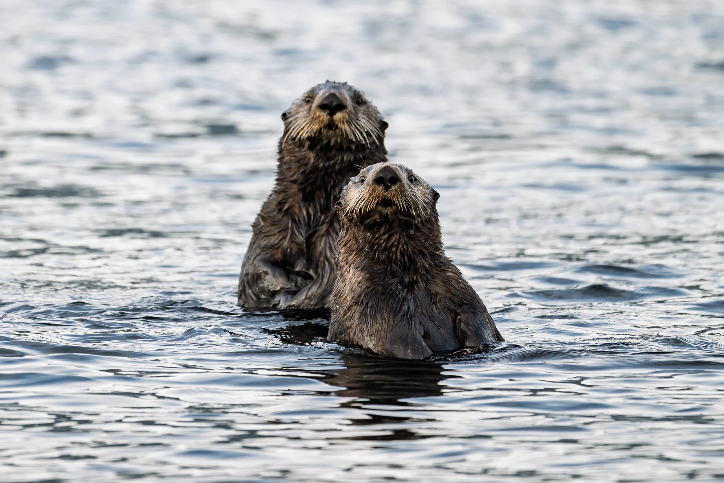 Vancouver Island sea otters (Copy)