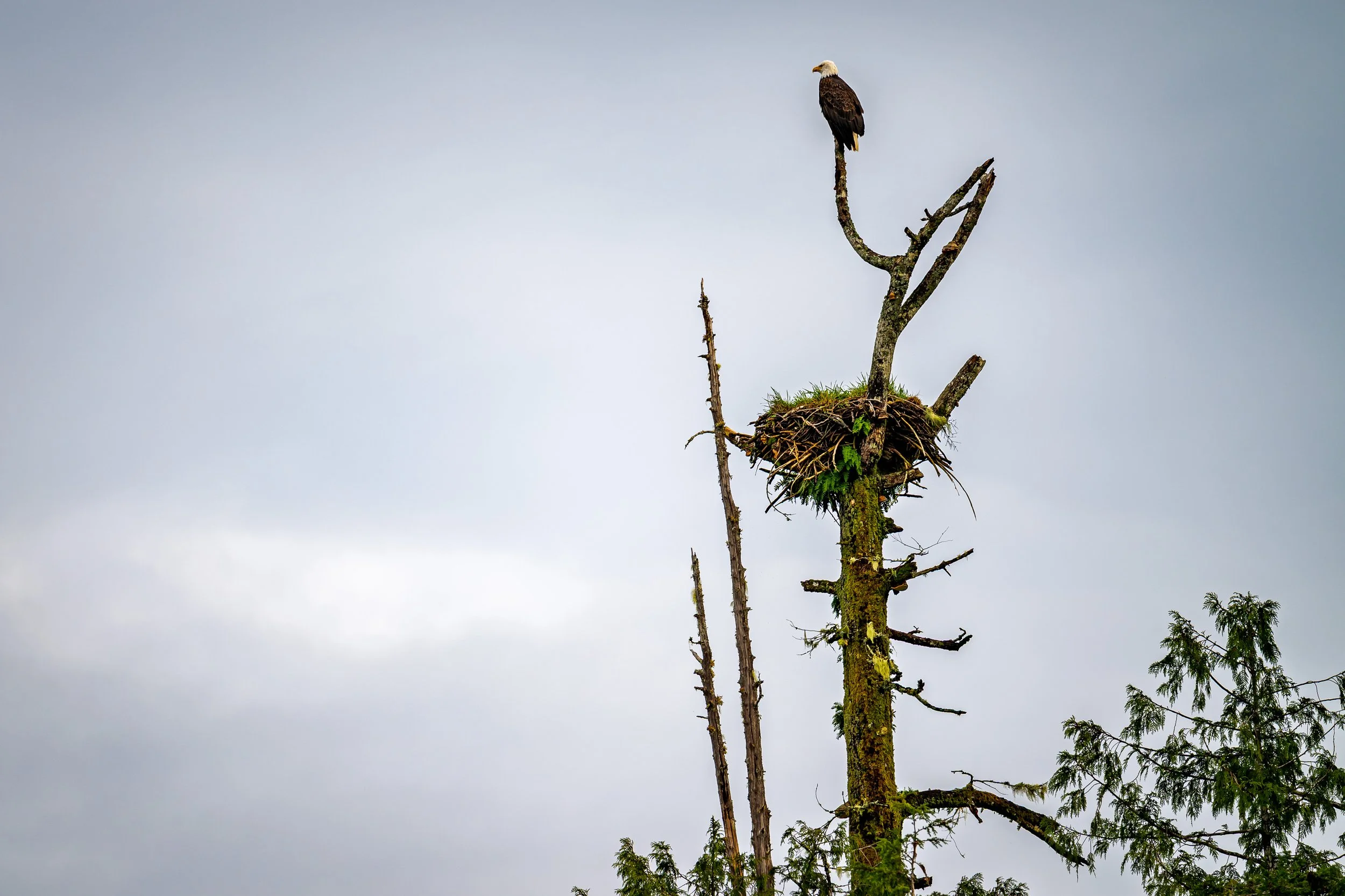 Canadian bald eagle (Copy)