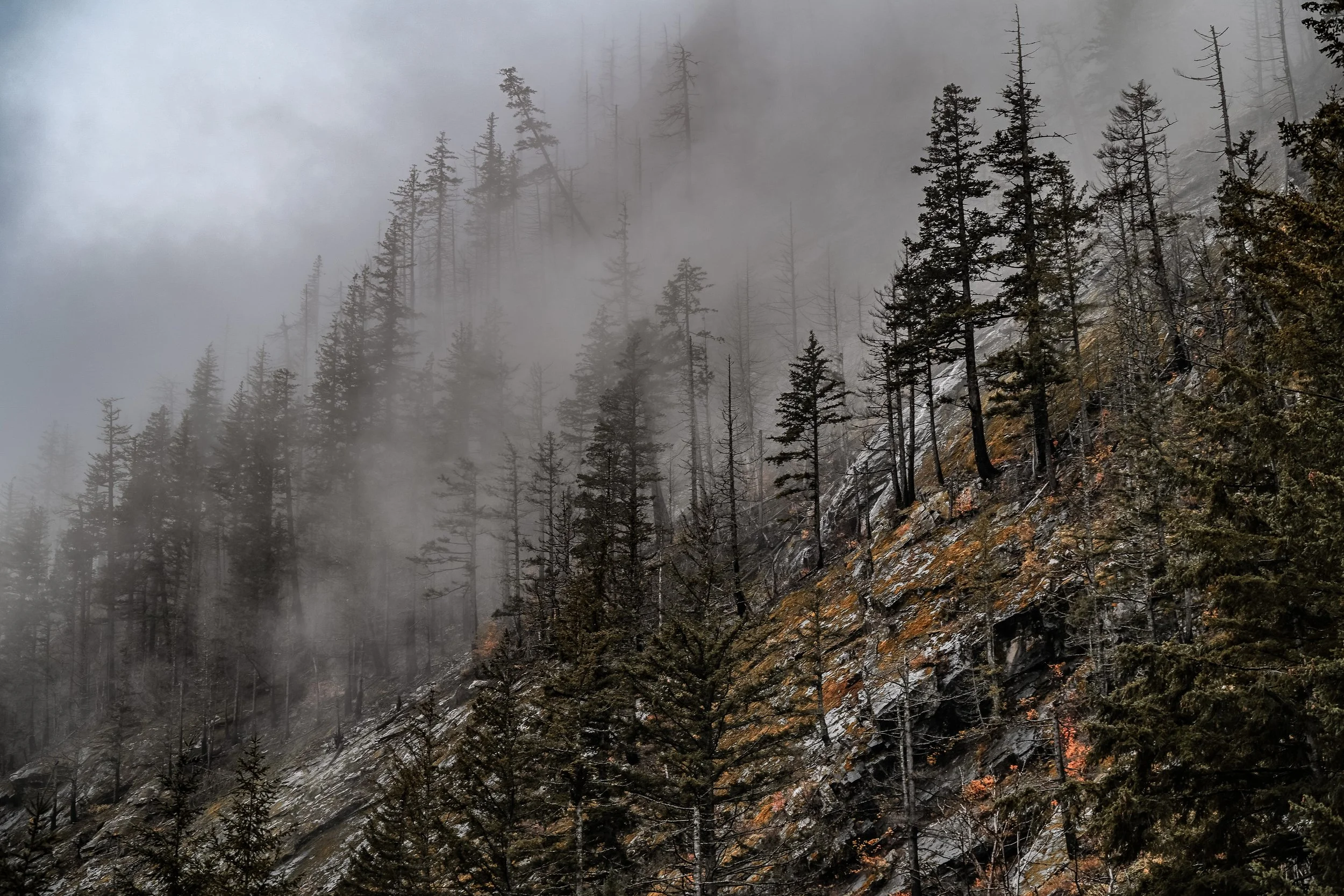 Fog and trees, North Cascades 