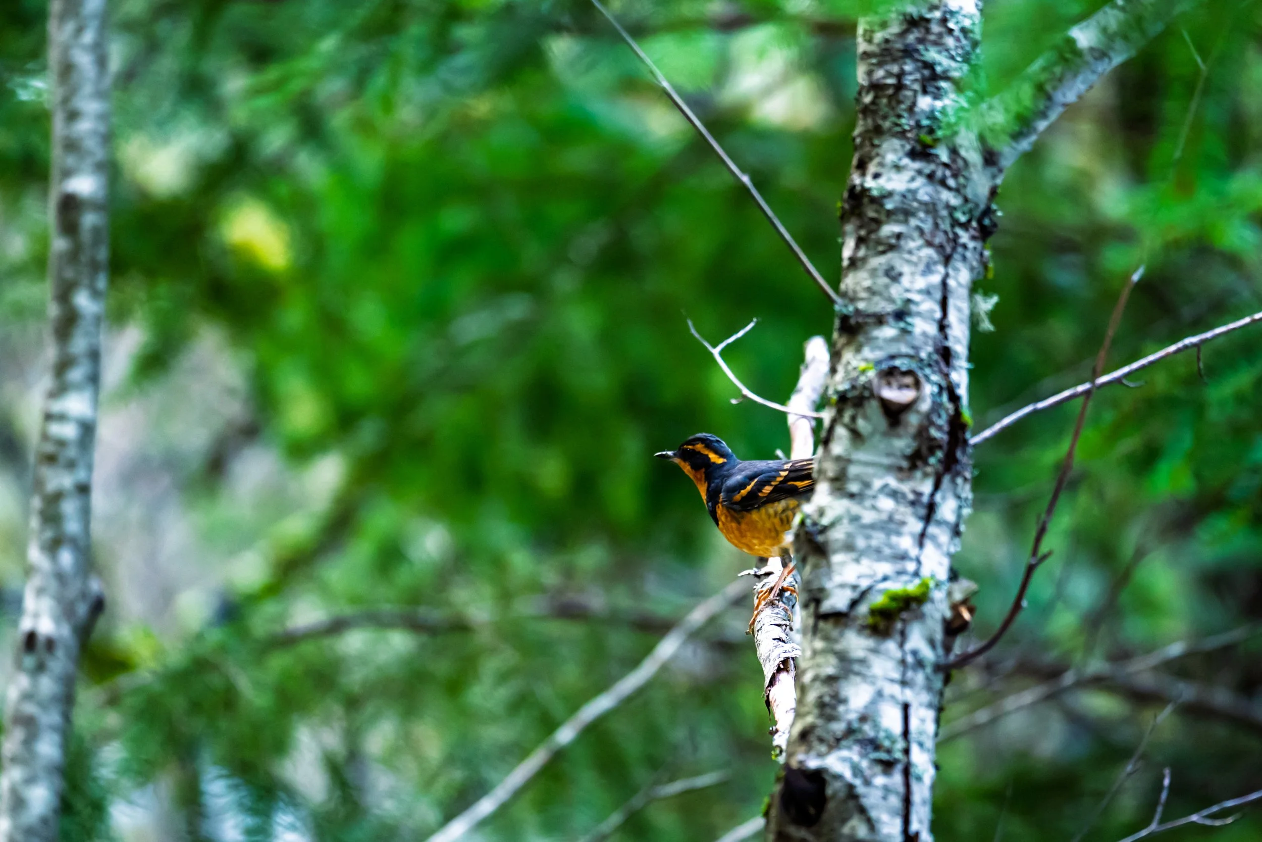 Varied thrush at the North Cascades Institute Environmental Learning Center