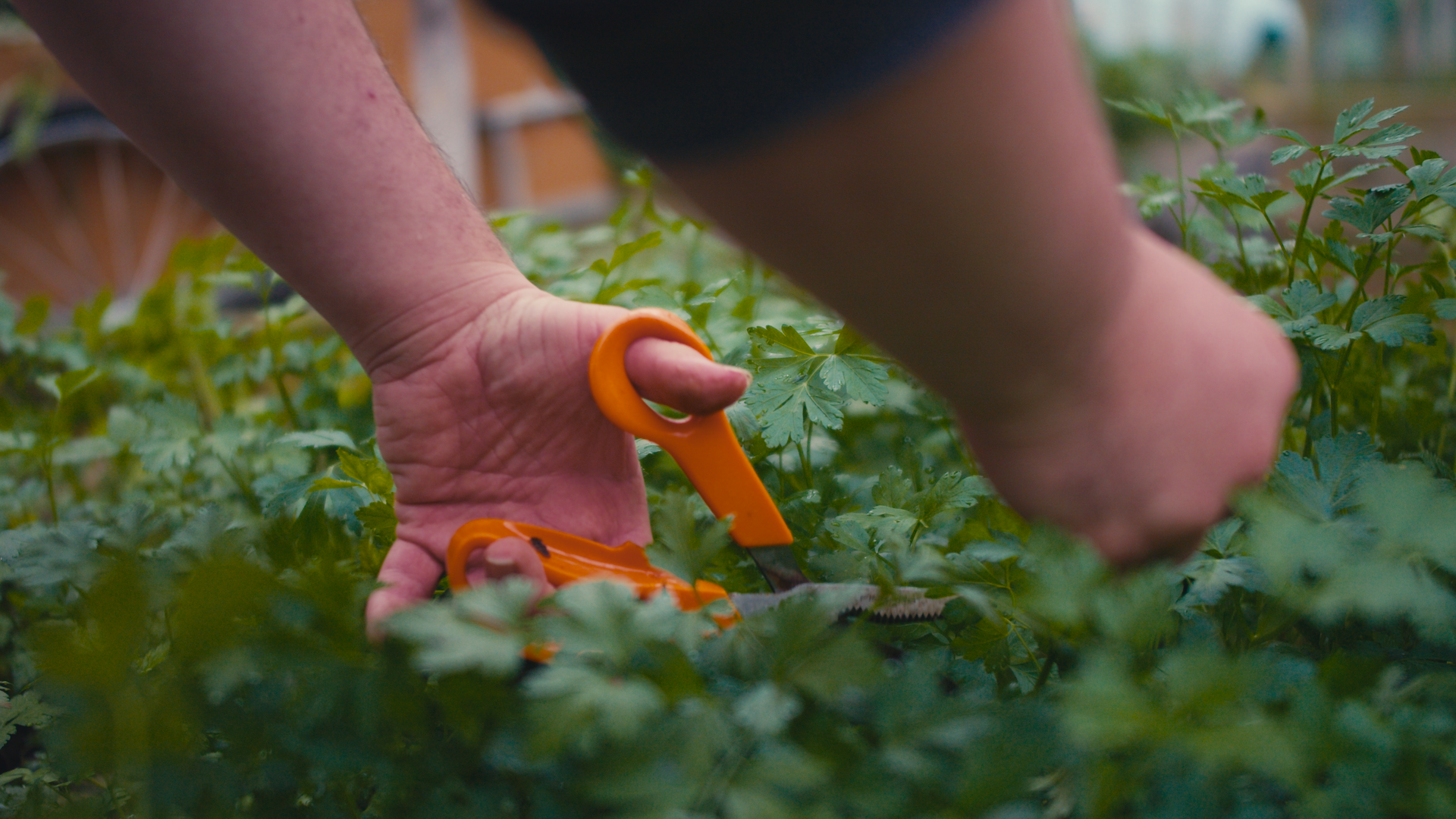 Image of a hand holding orange scissors cutting coriander.