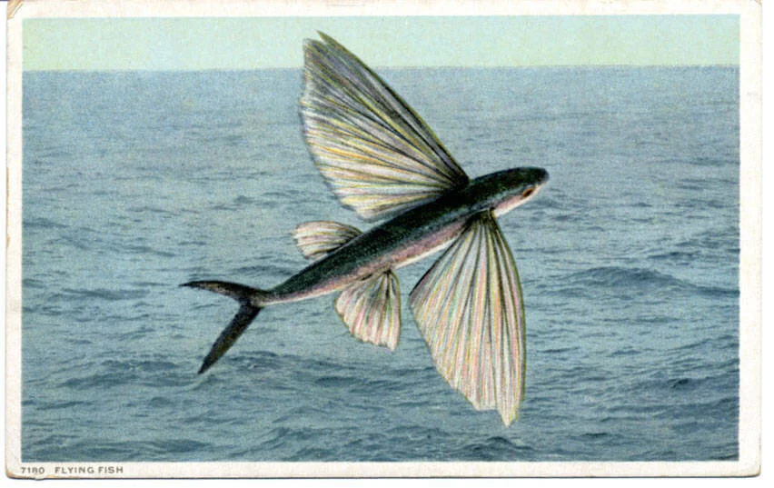 Flying_Fish_(NBY_428968).jpg