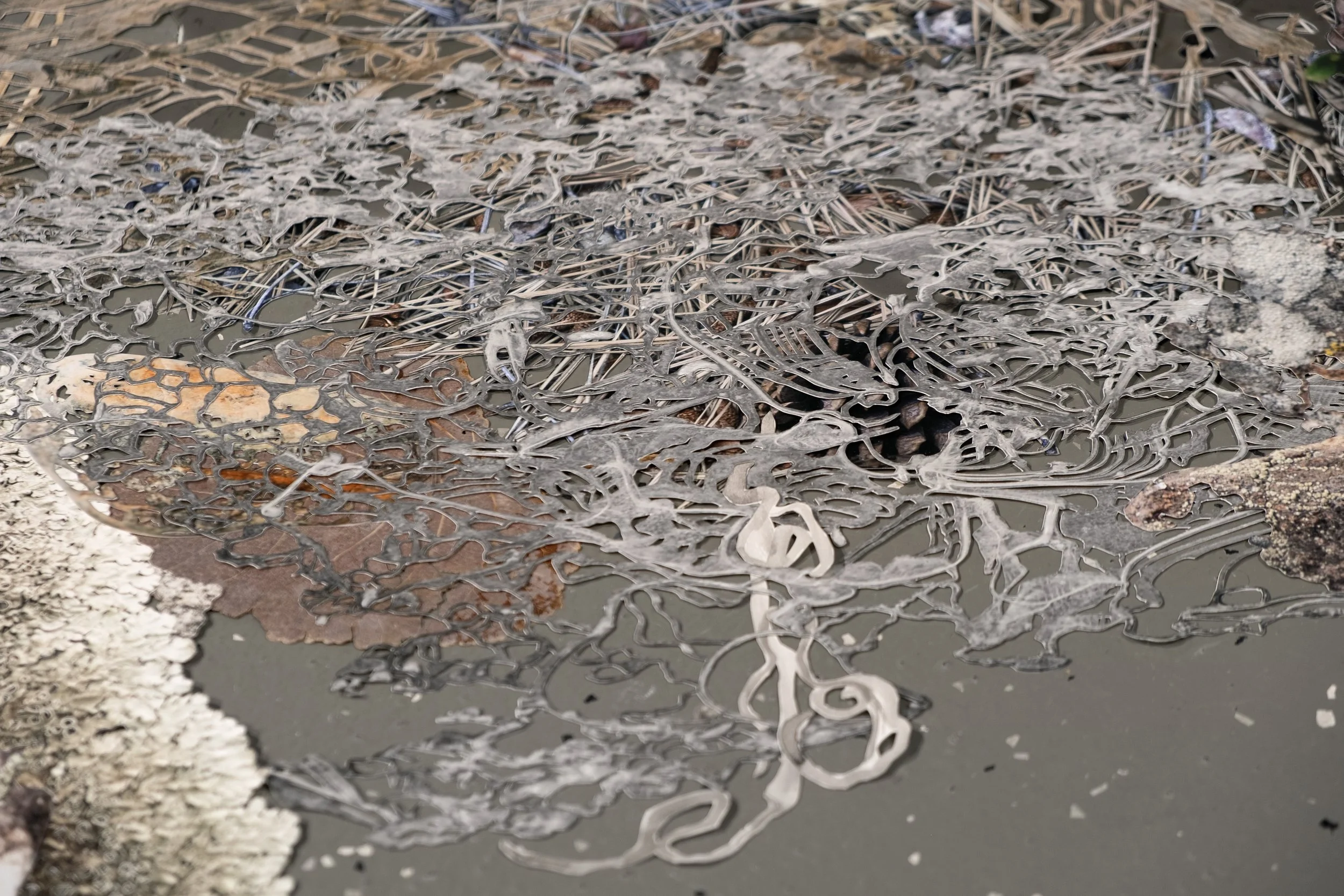 Alison Trim // Tethered: A Study in Entanglements