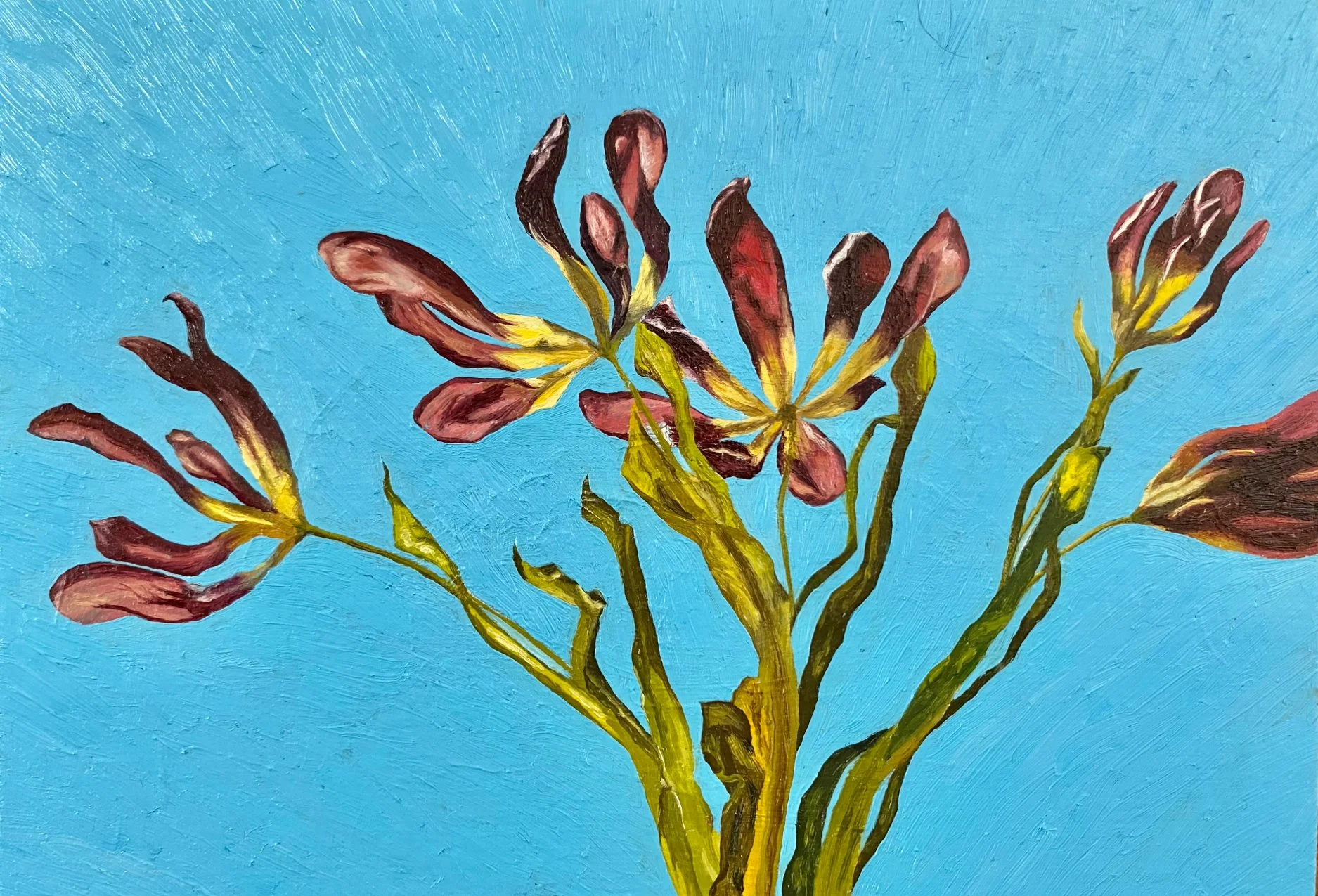 Kaylyn Hardstaff // ‘23-’24 / 24-25