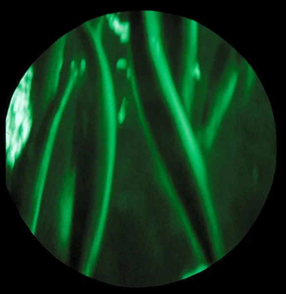 Fae Logie, Alexa Wright, Penny McCarthy, Clare Charnley // Life Below: Landscapes Beneath Conciousness