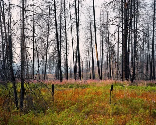 After the fire