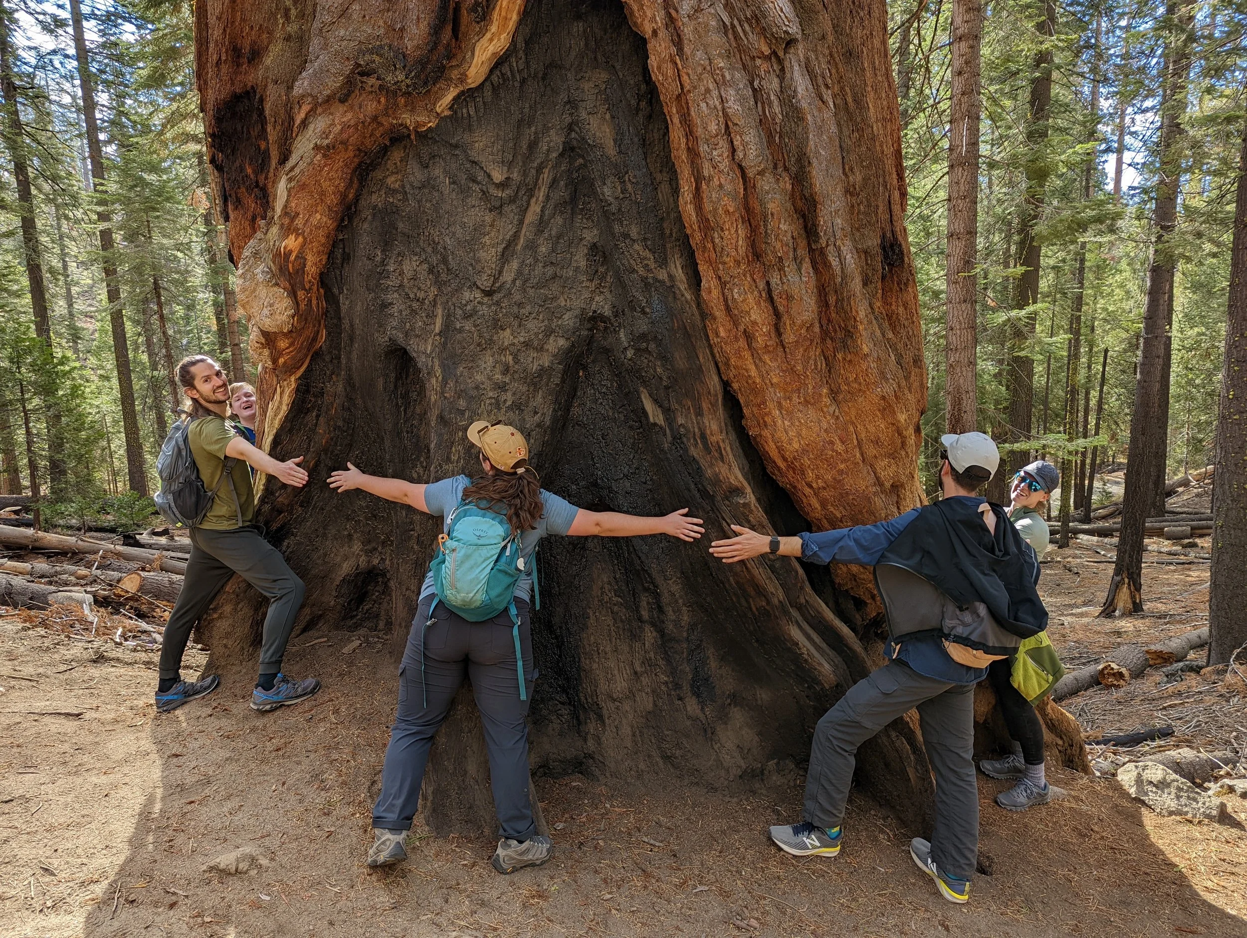 It takes more than us to hug this tree