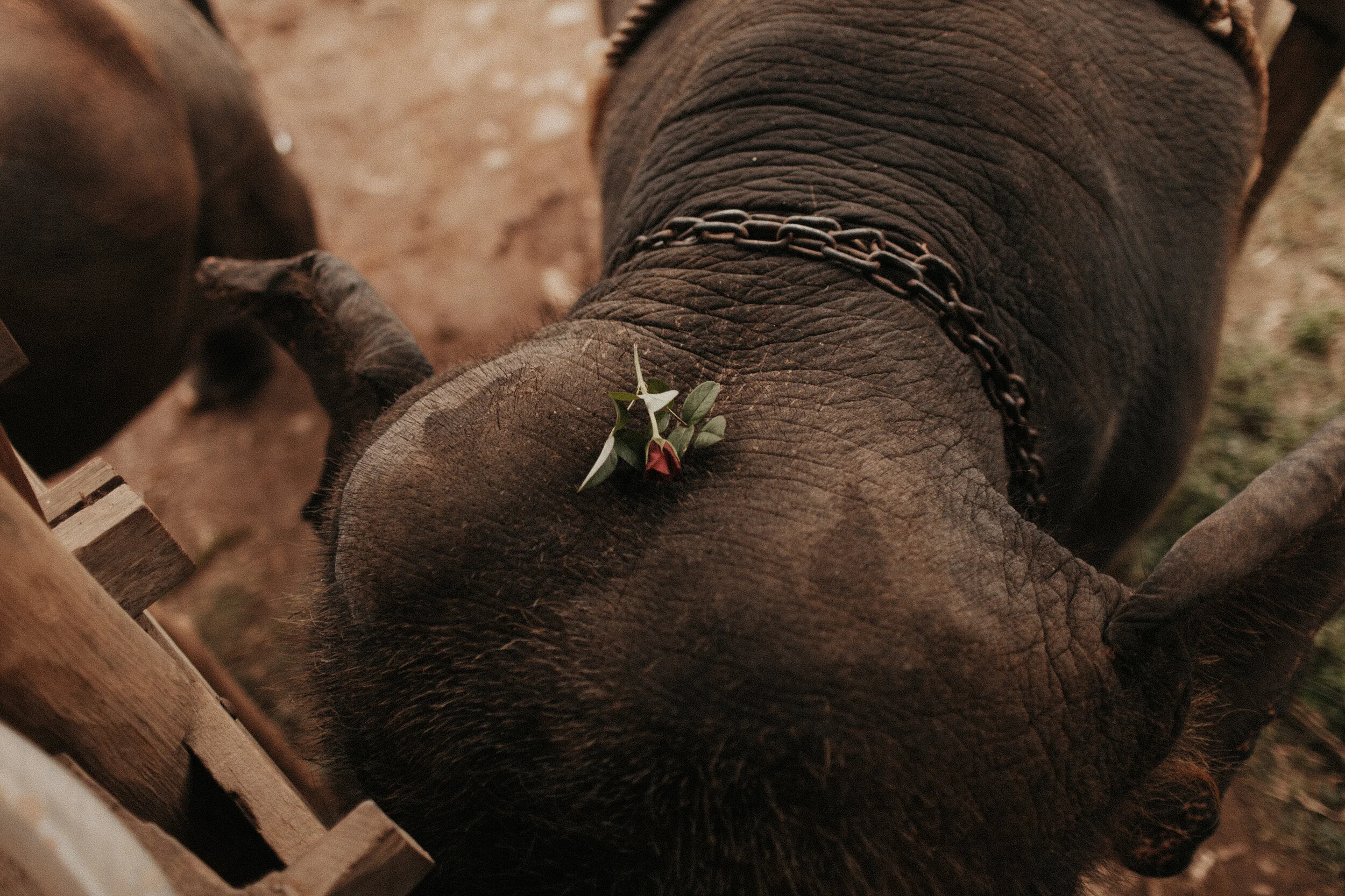 Thailand: Kissed by a Rose