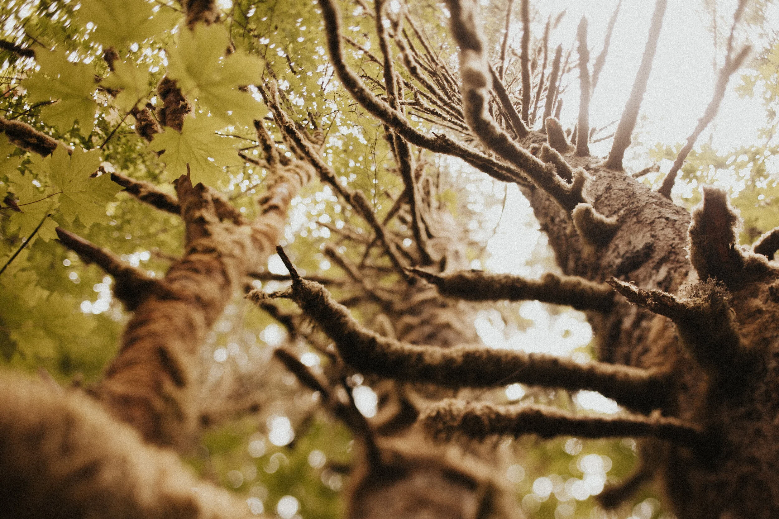 Canon Beach: Mossy Trees