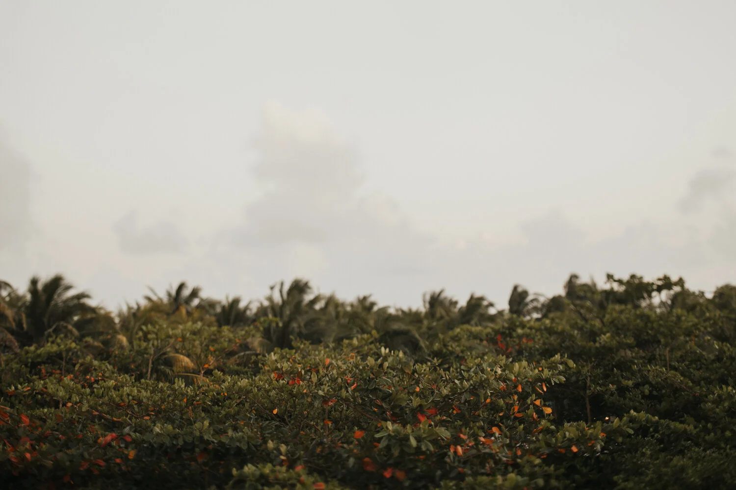 Tulum: Top of the Jungle