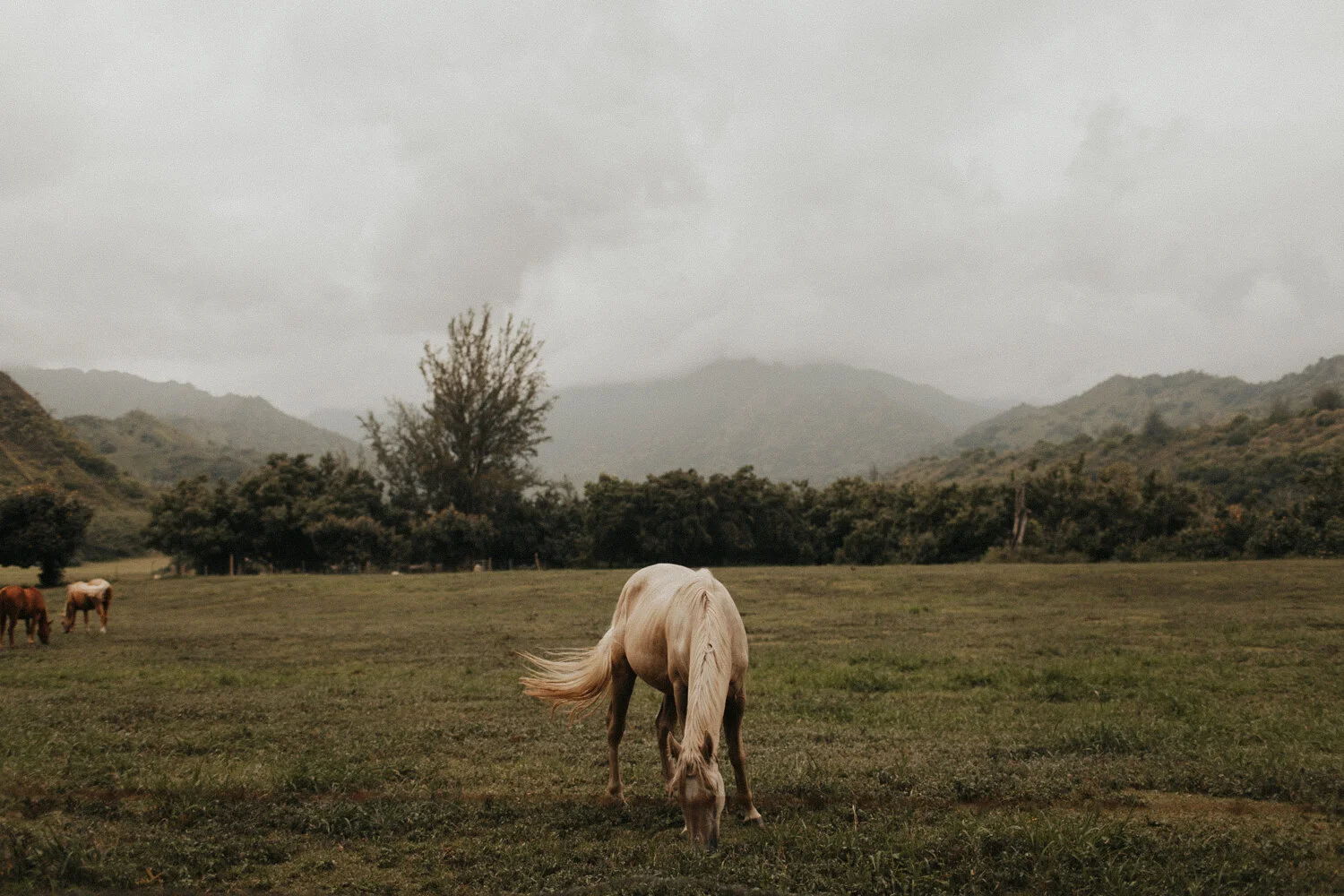 Kauai: Middle of the Field