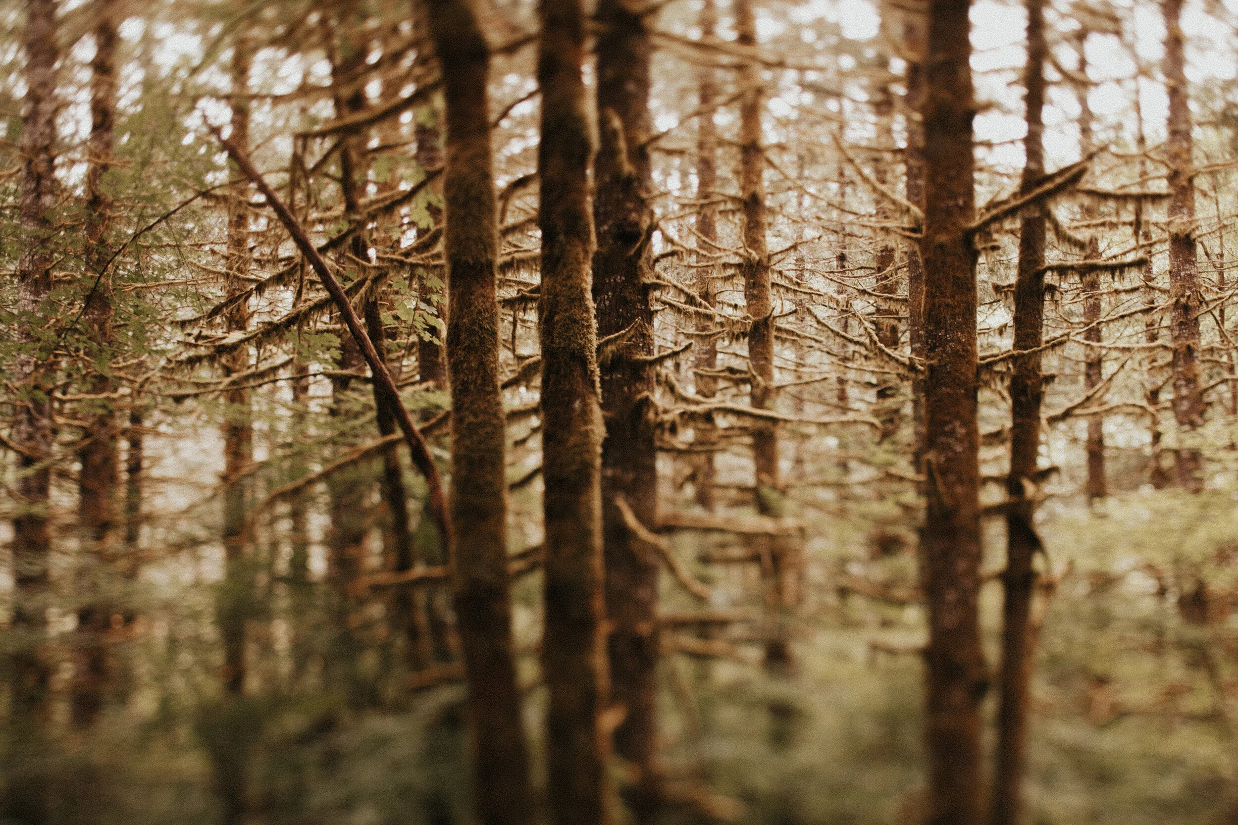 Canon Beach: Tall Trees