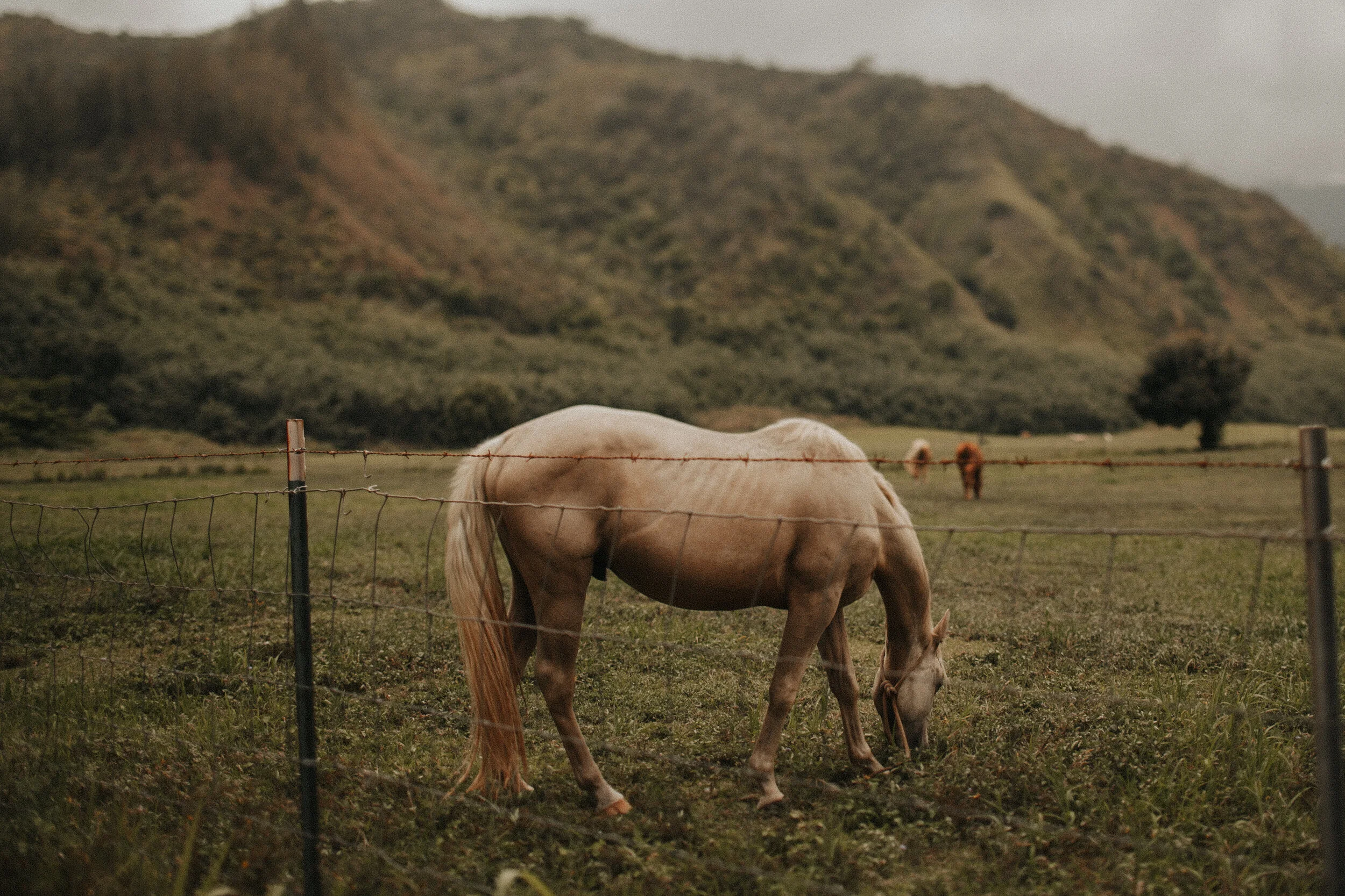 Kauai: Grazing
