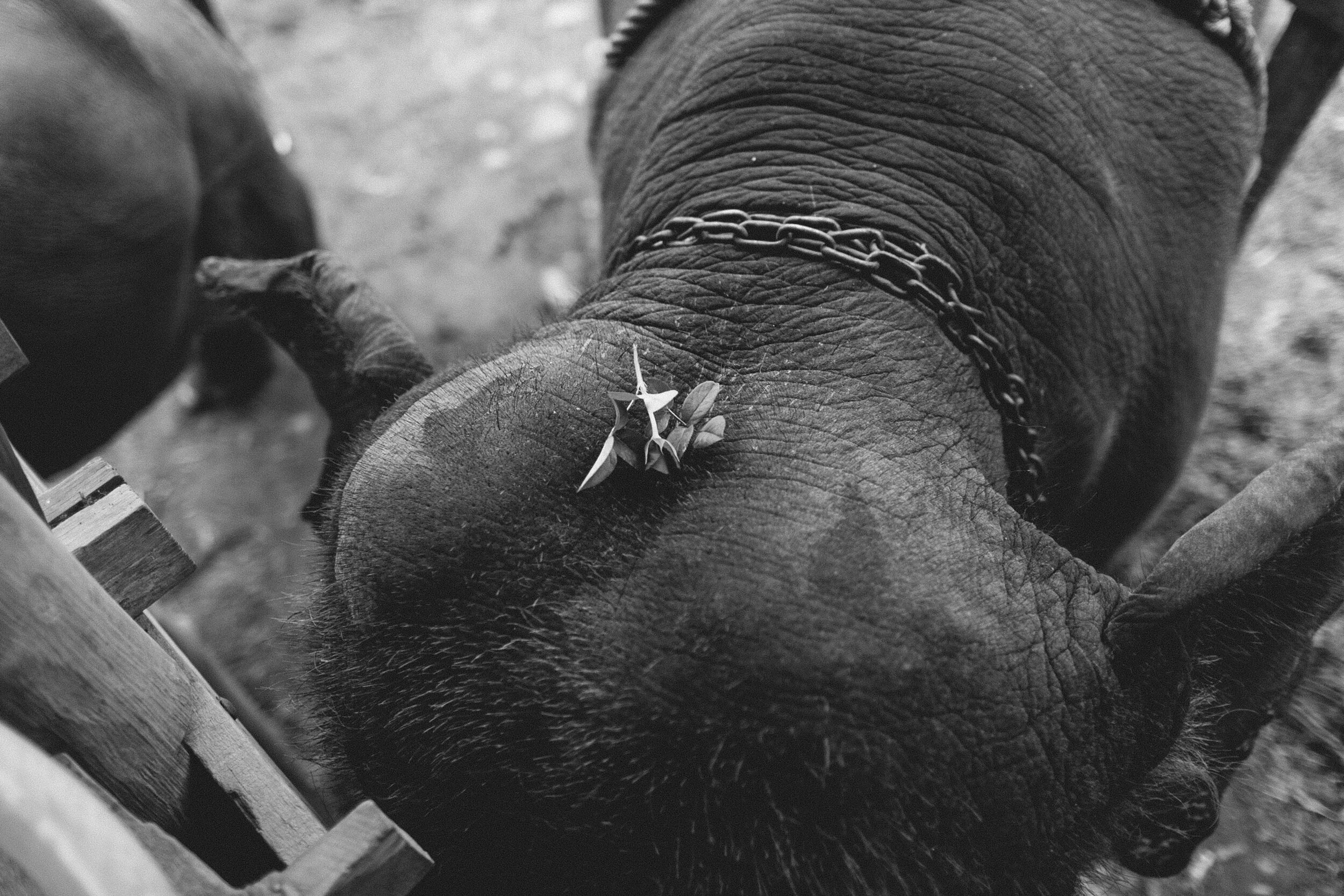 Thailand: Kissed by a Rose (B&W)