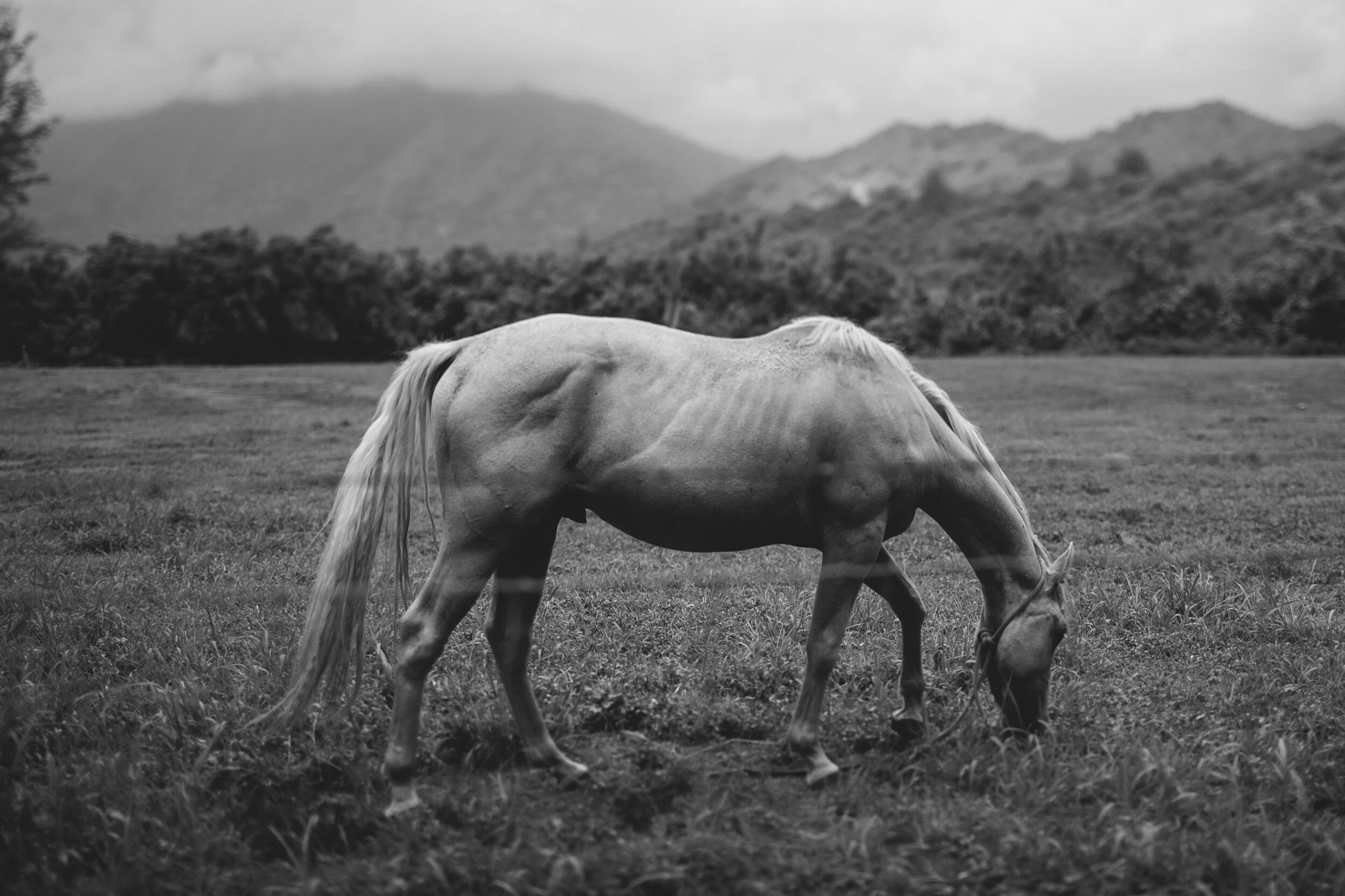 Kauai: Horse Grazing (B&W)