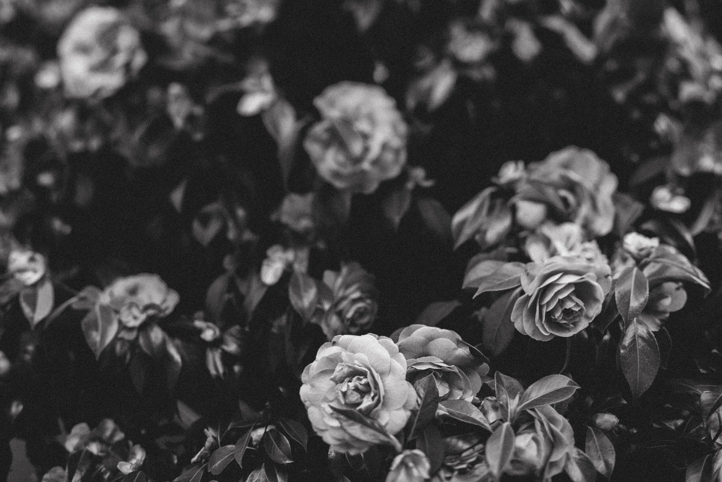 Seattle: Spring Blooms (B&W)