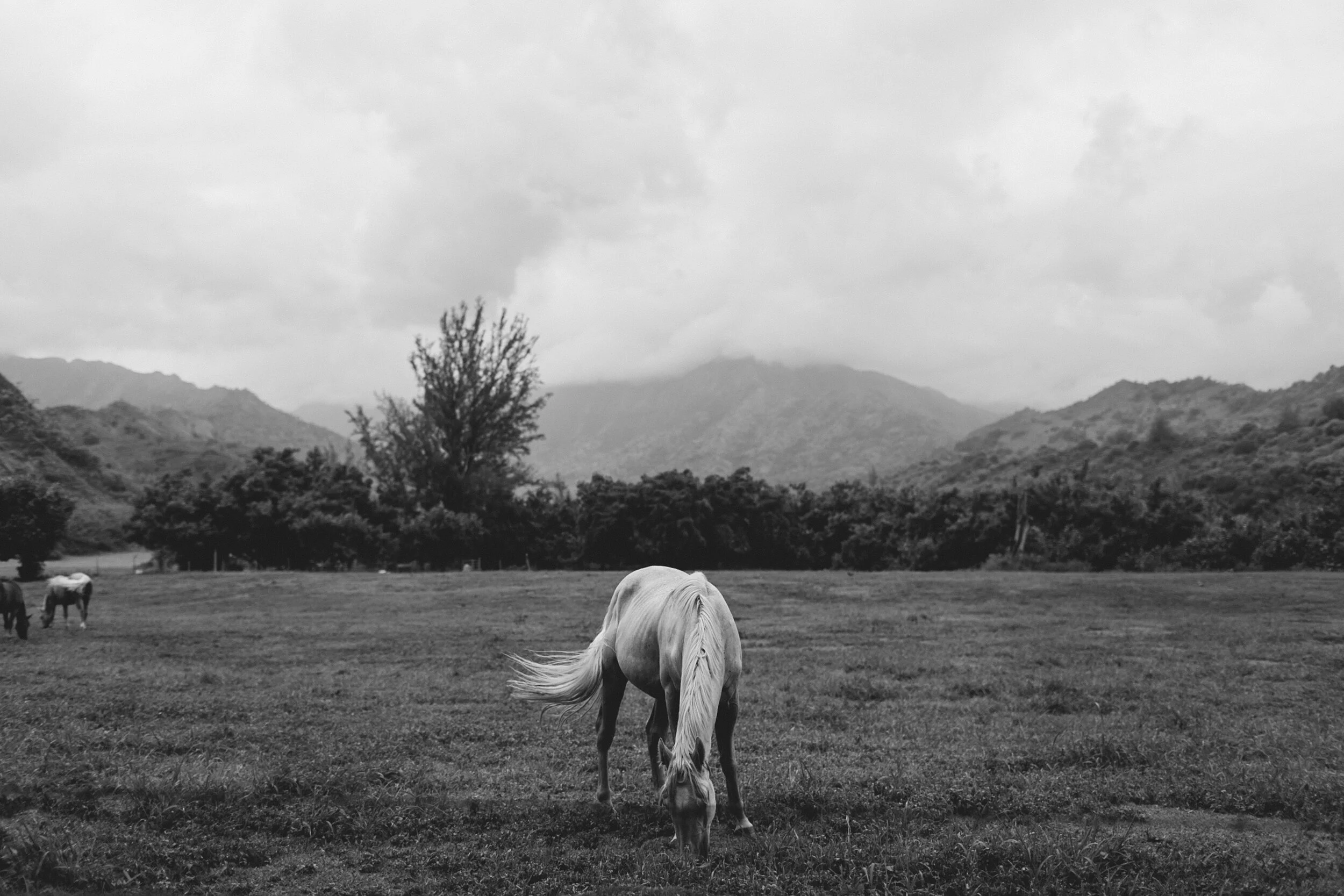 Kauai: Middle of the Field (B&W)
