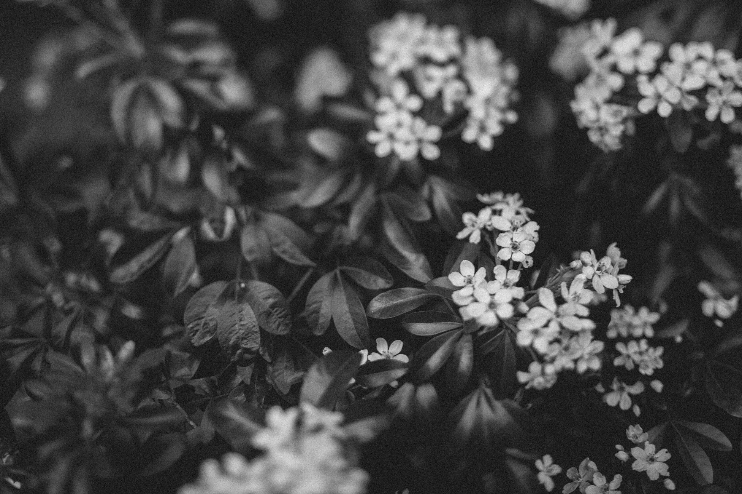 Seattle: Tiny Whites (B&W)