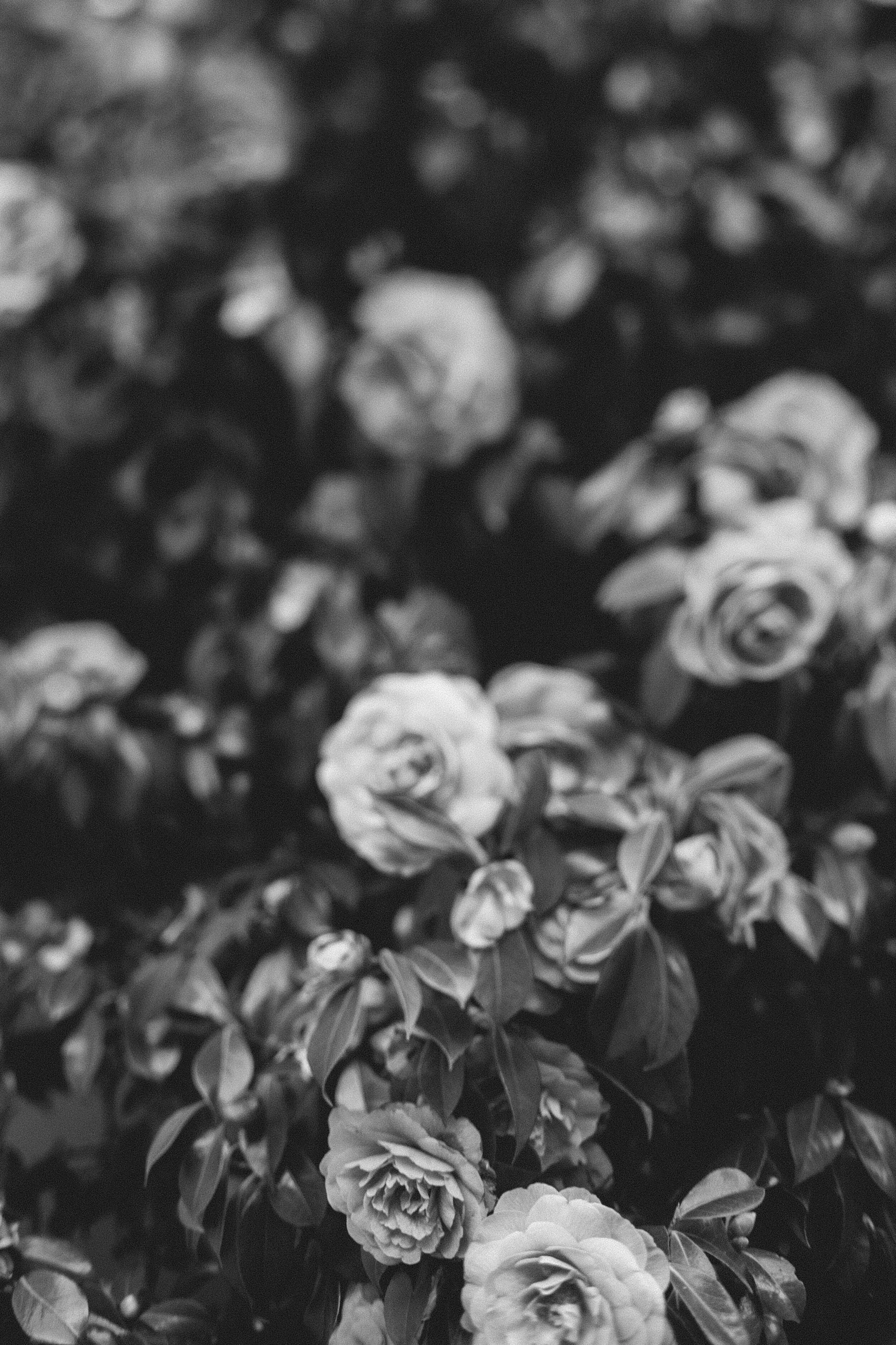 Seattle: Rosebuds (B&W) (Vertical)