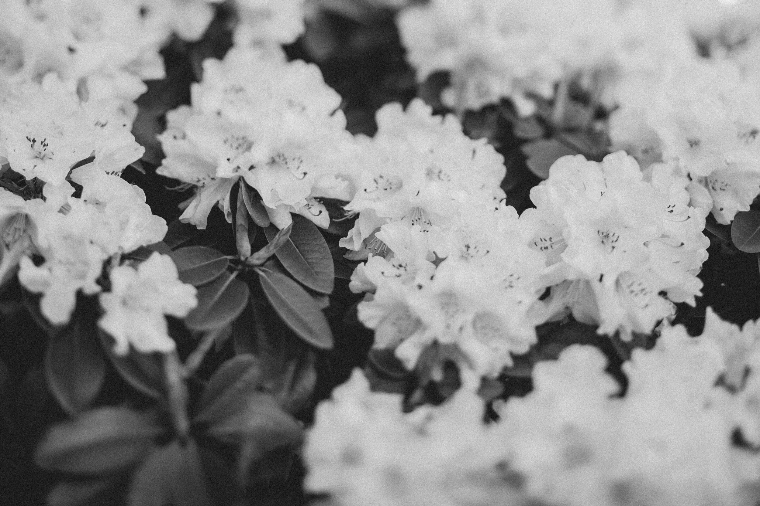 Seattle: Fluffy Whites (B&W)