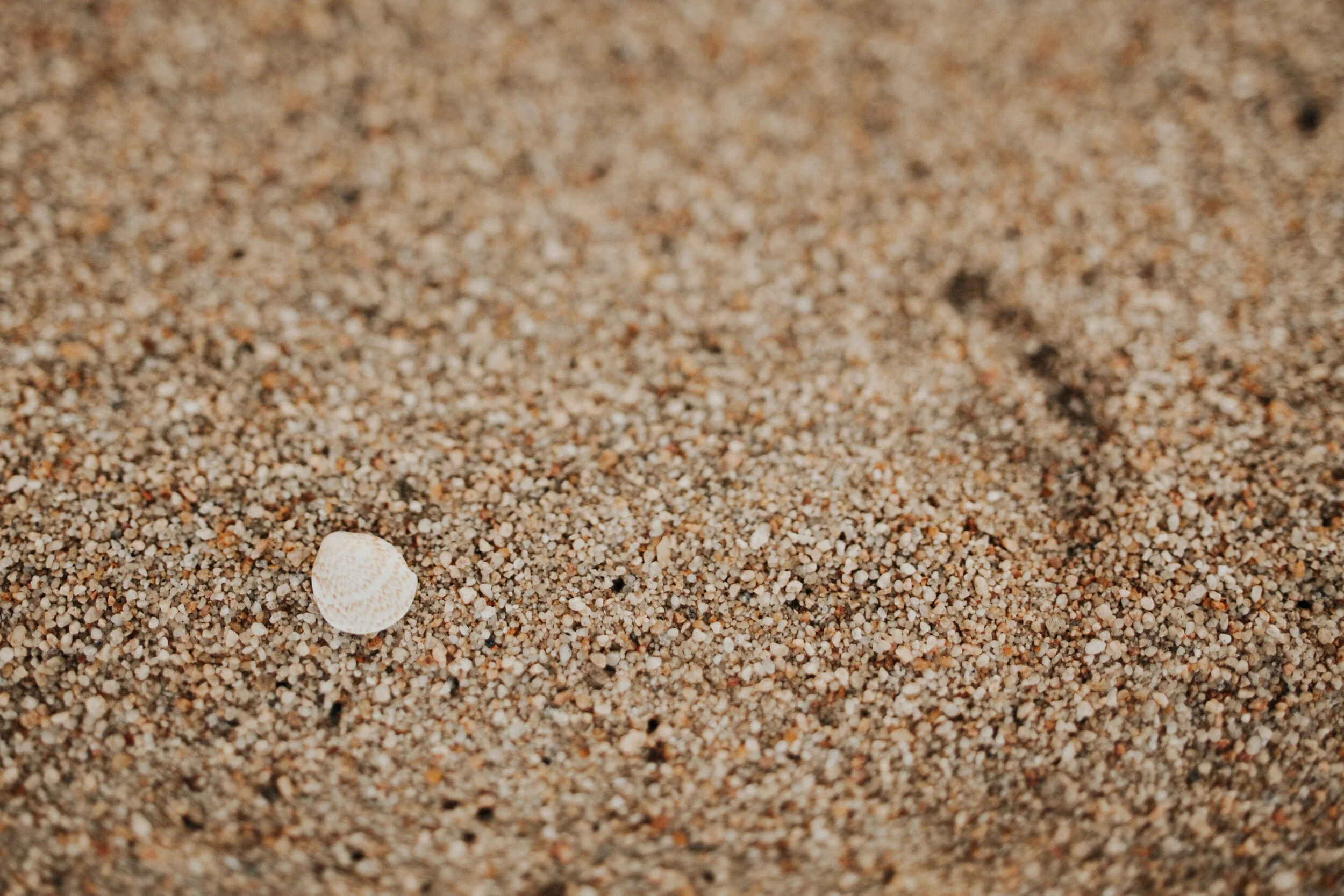 Canon Beach: Sand + Shell