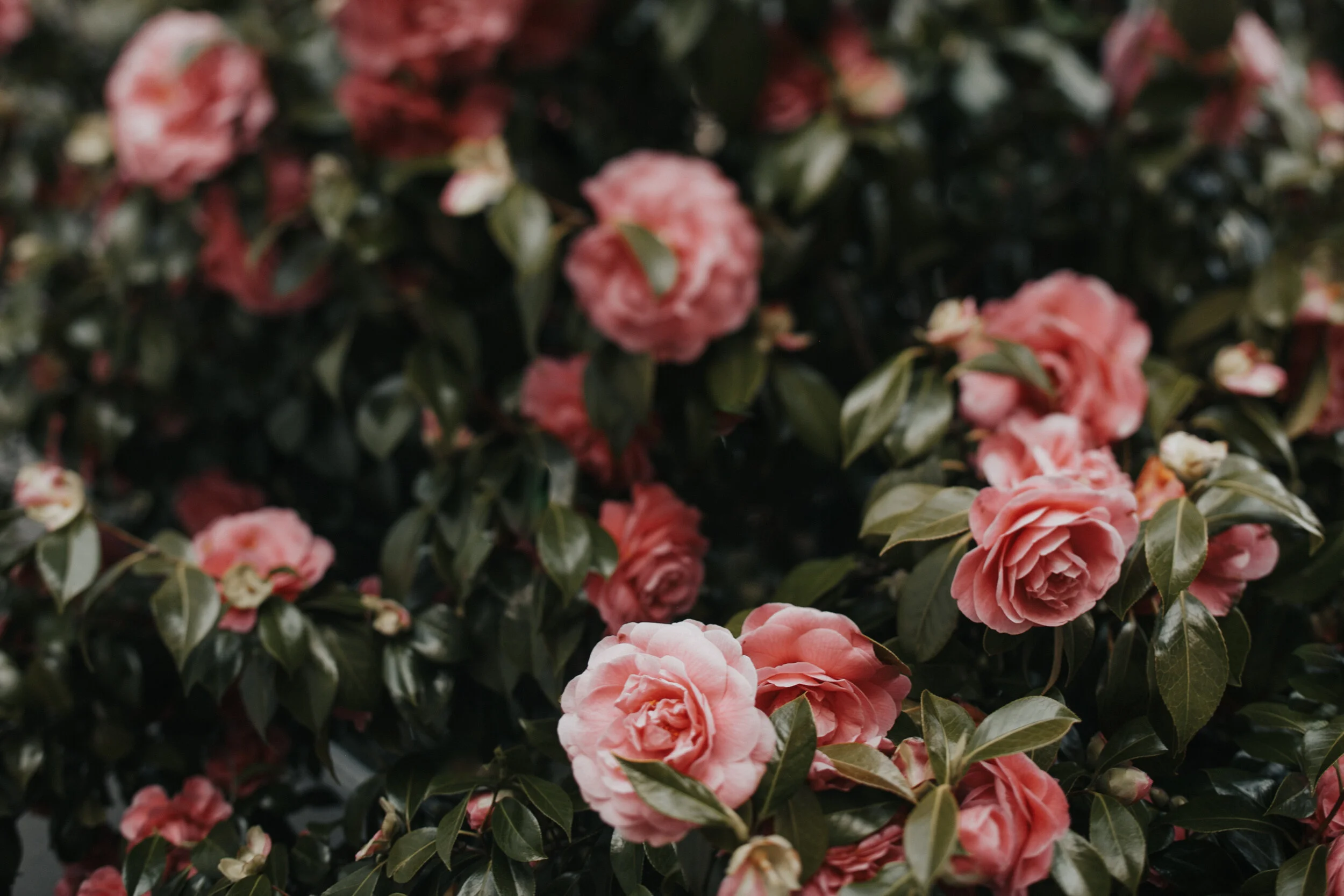 Seattle: Rose Clusters