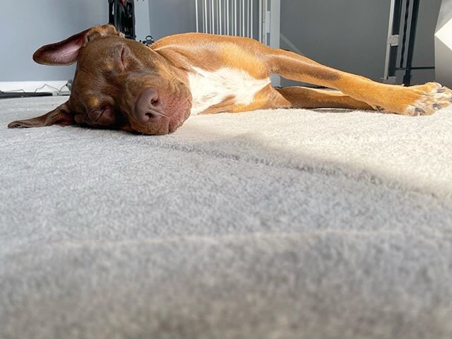 Benny working on his base tan for summer. We are available all summer to care for your pups! Spread the word!