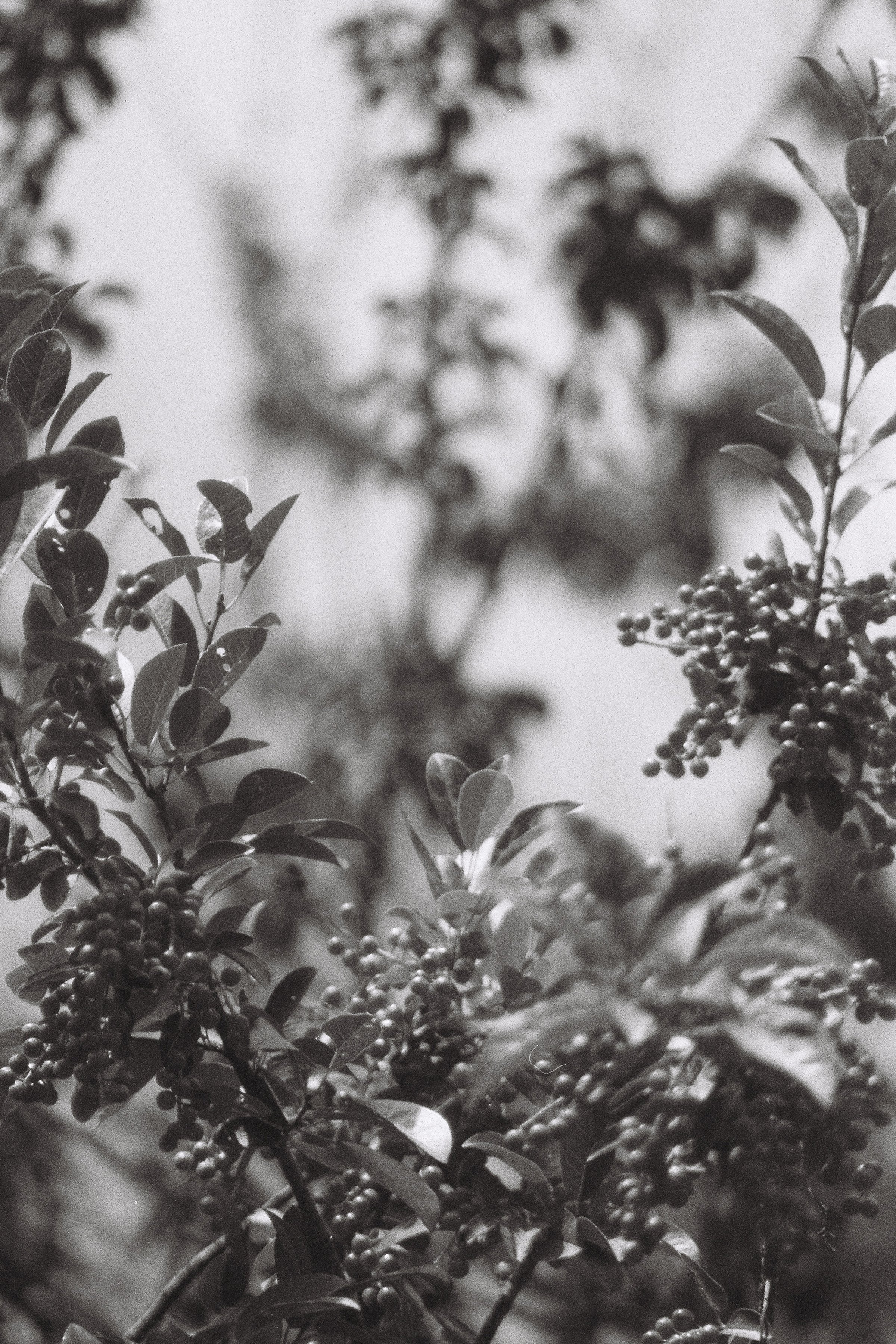 chokecherry.jpg