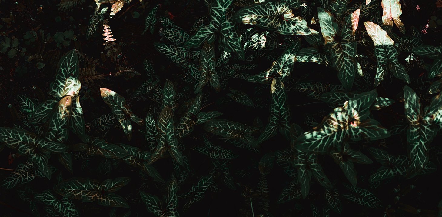 DSC03231@0,25x.png