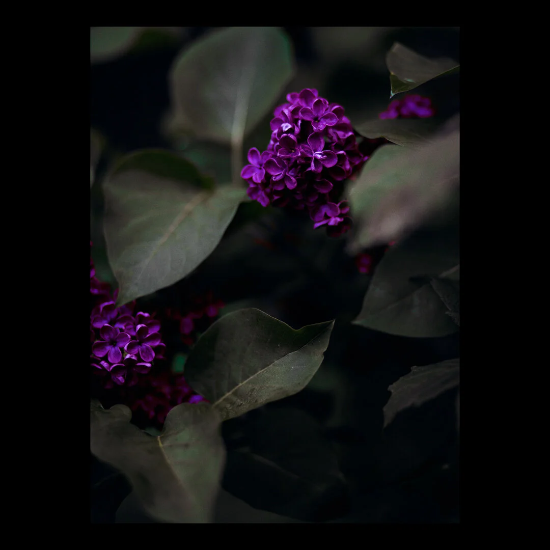 liliac.jpg