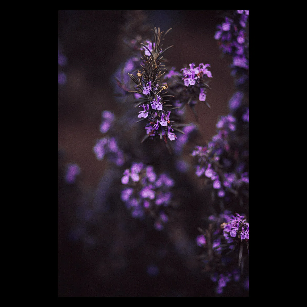 Untitled-3.jpg