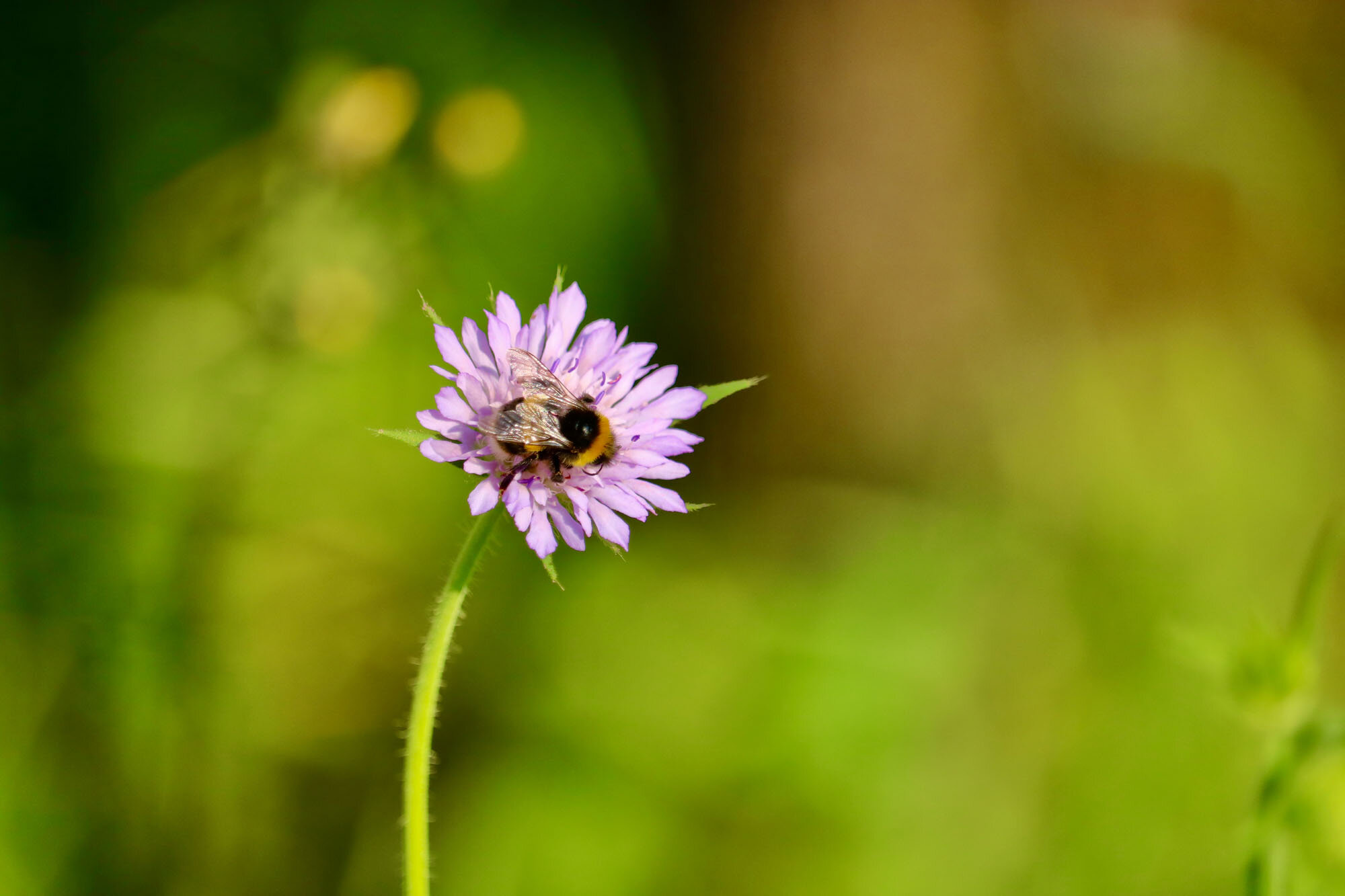 Henry_Photos_Corfu_Agro_2.jpg