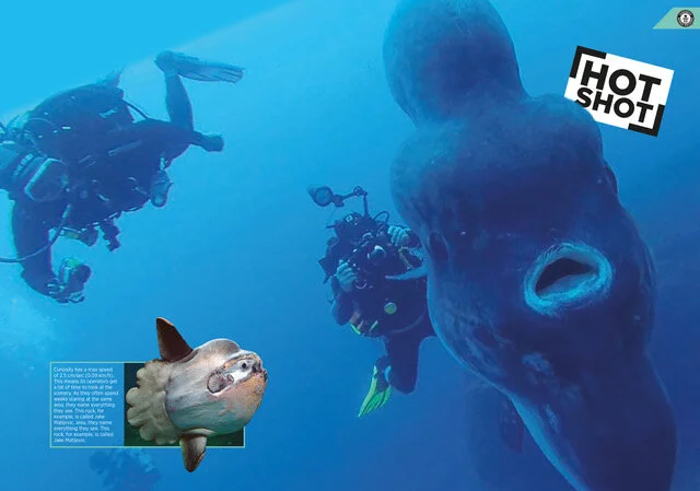 138_139_B6_Its_Alive_Hot_Shot 2.jpeg