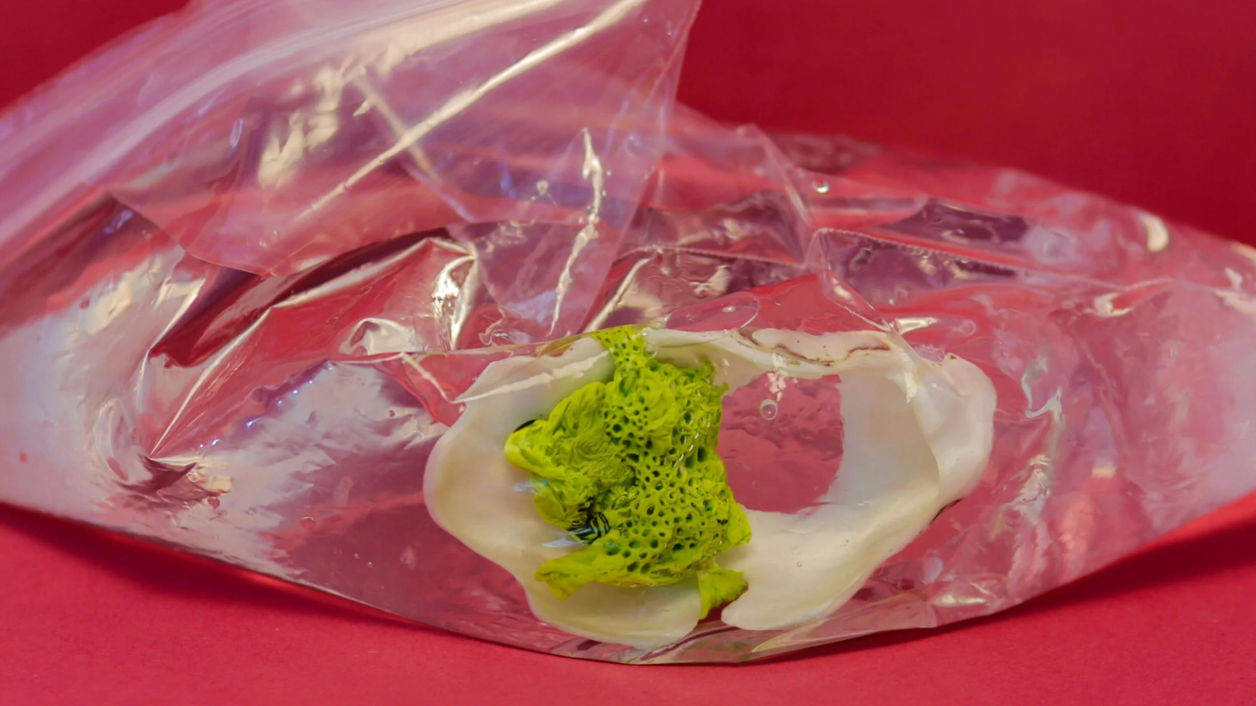Sustainability vs. Life in Plastic