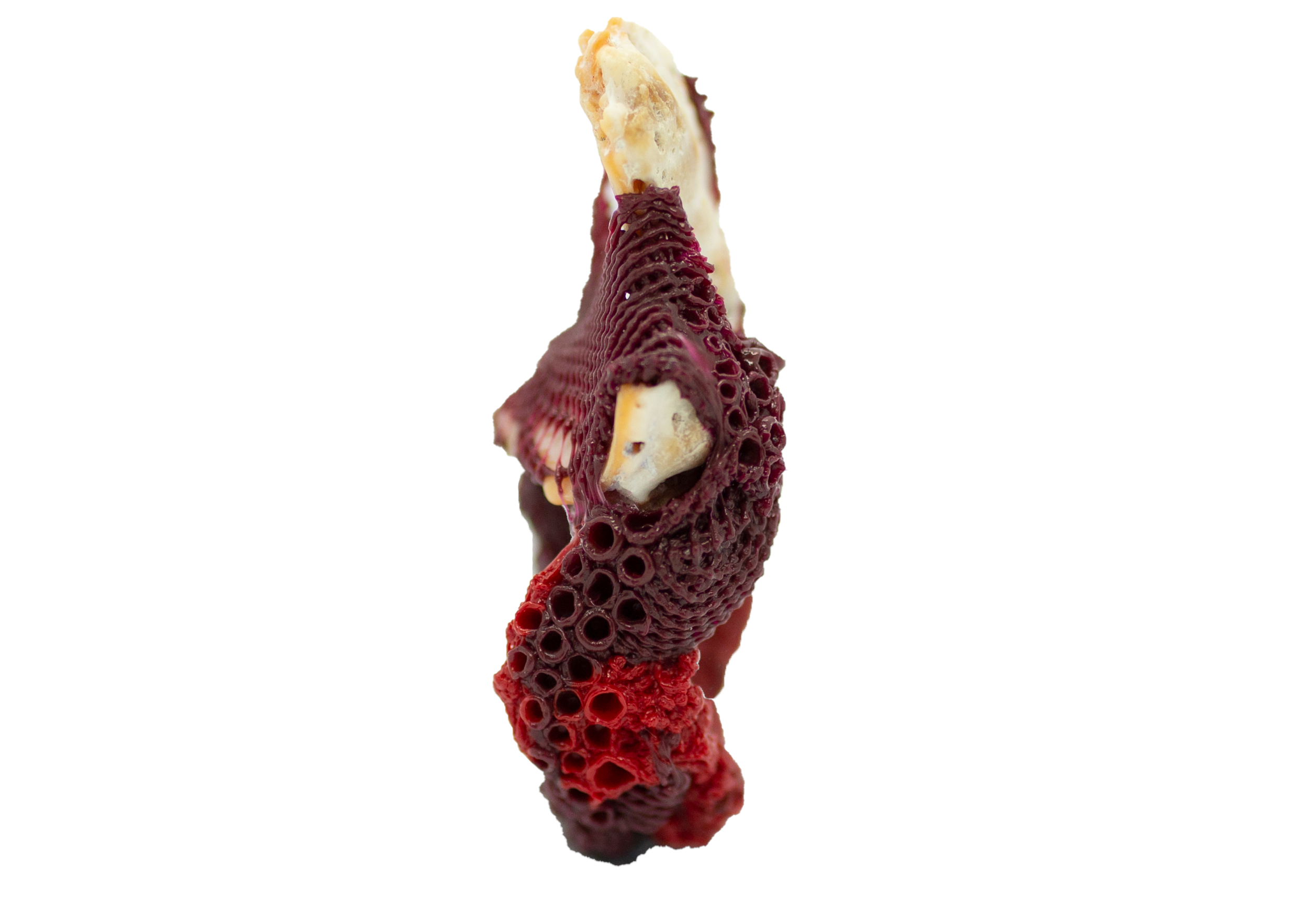 burgundy_red_2.png