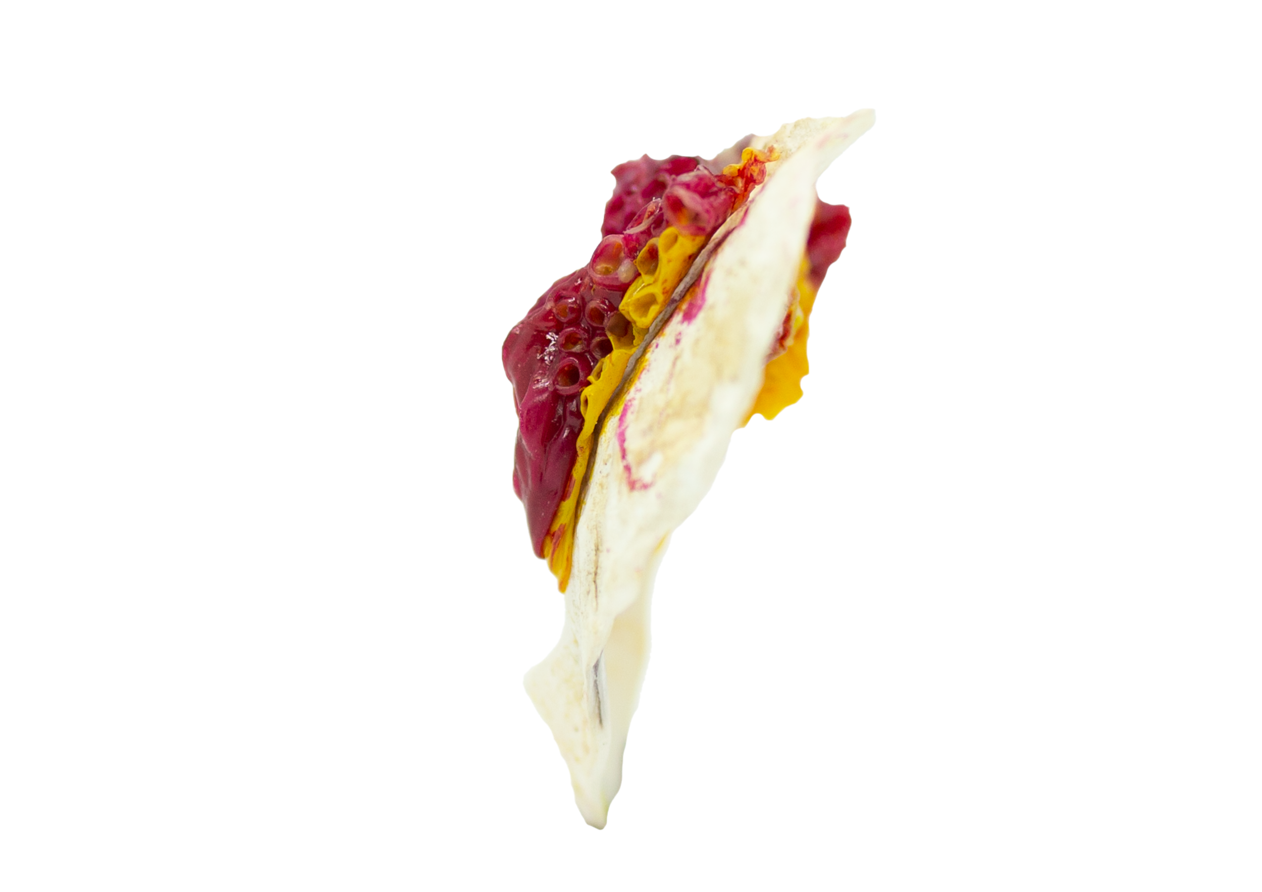 fuchsia_yellow_2.png