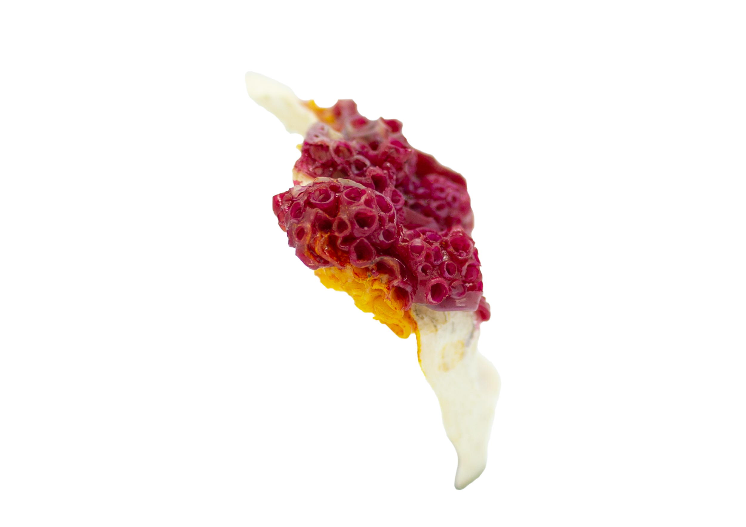 fuchsia_yellow_4.png