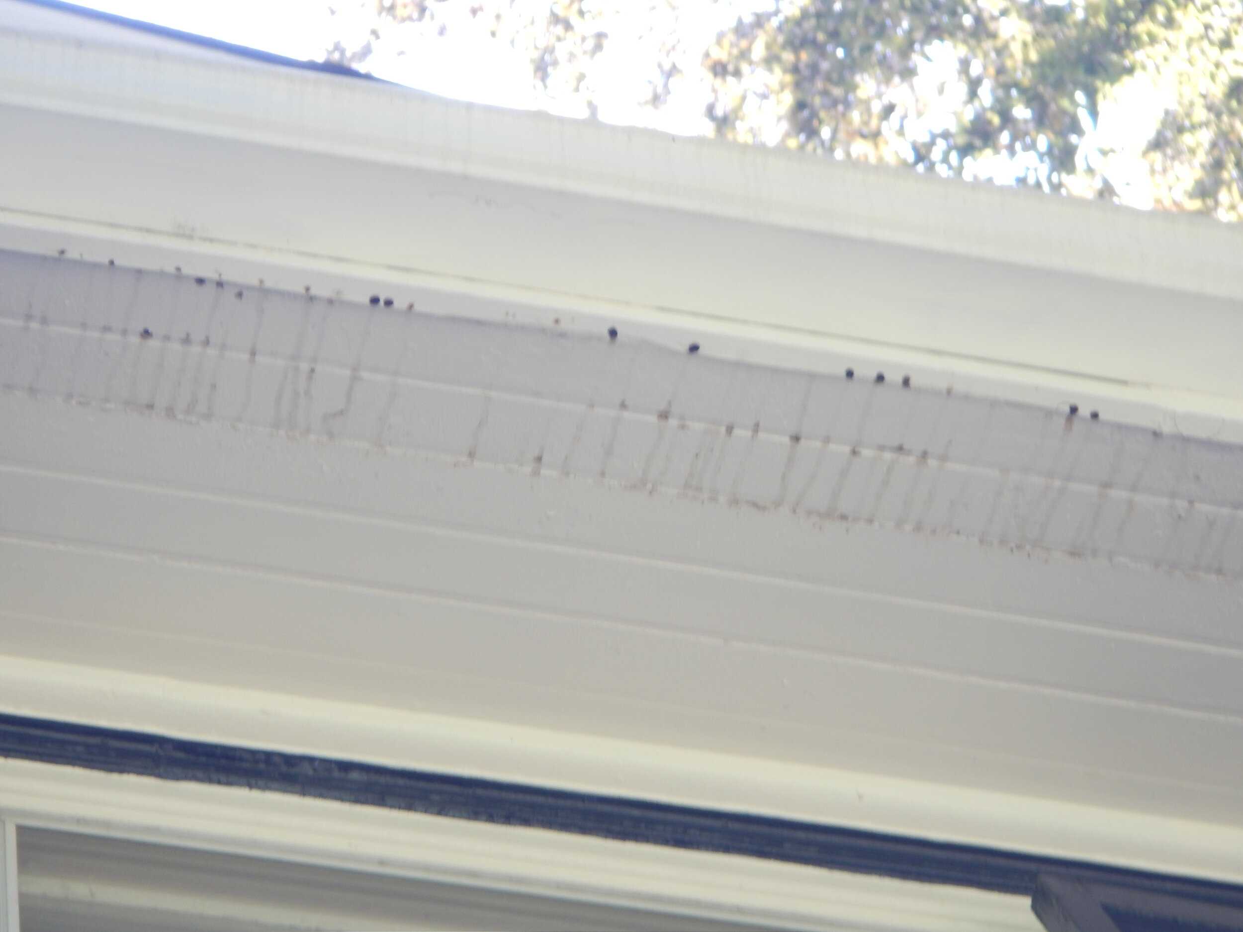 Signs of Water Penetration from Ice Dams