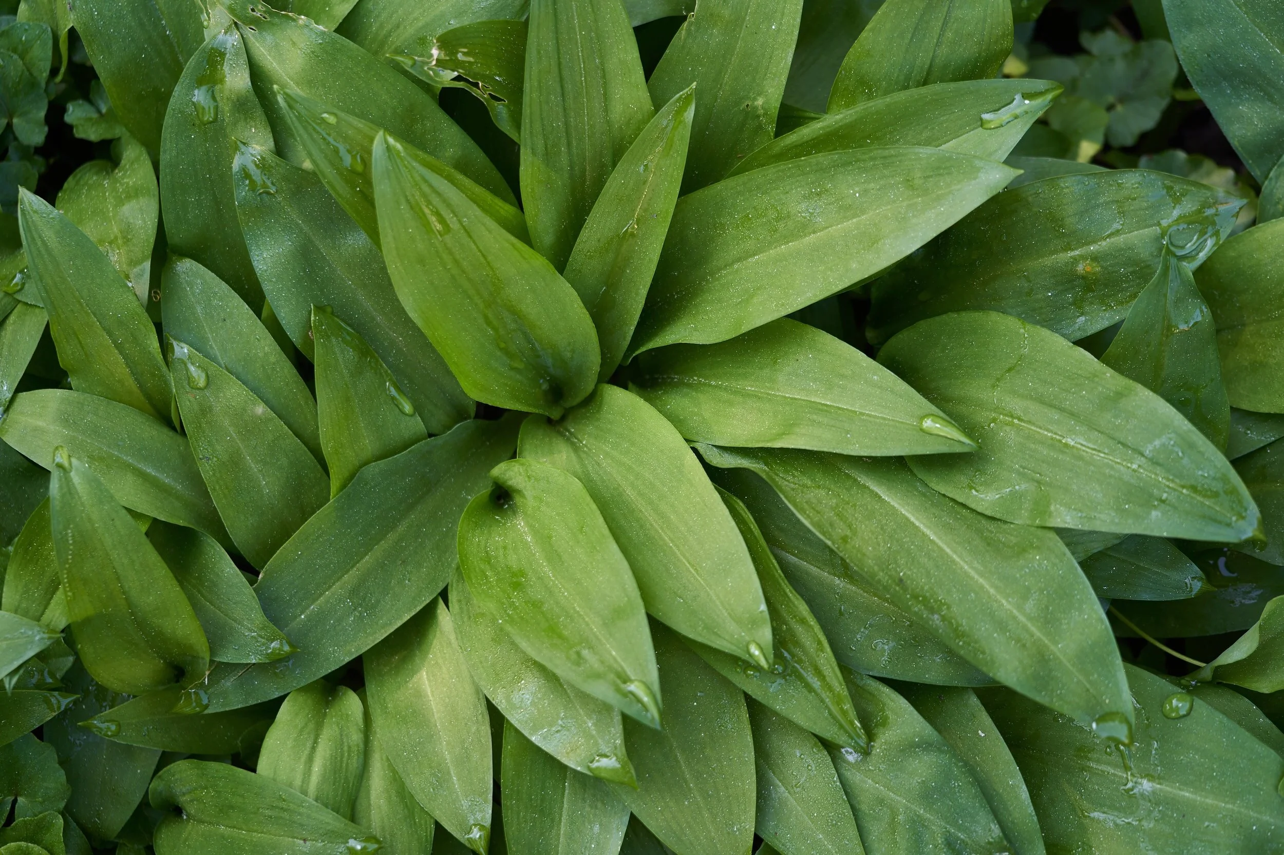 Bärlauch- oder Wildkräuterpesto