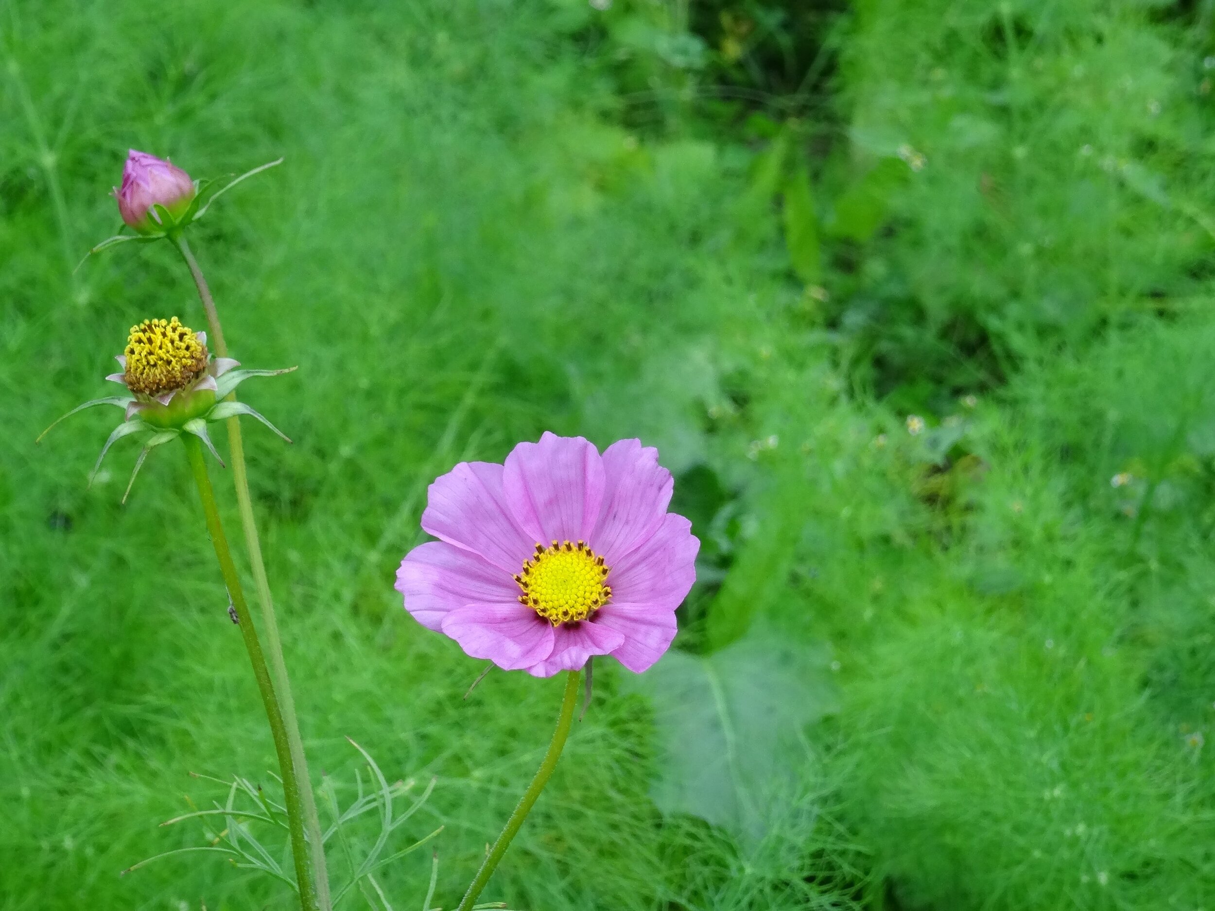 KW 37 - Letzte Grüße des Sommers?