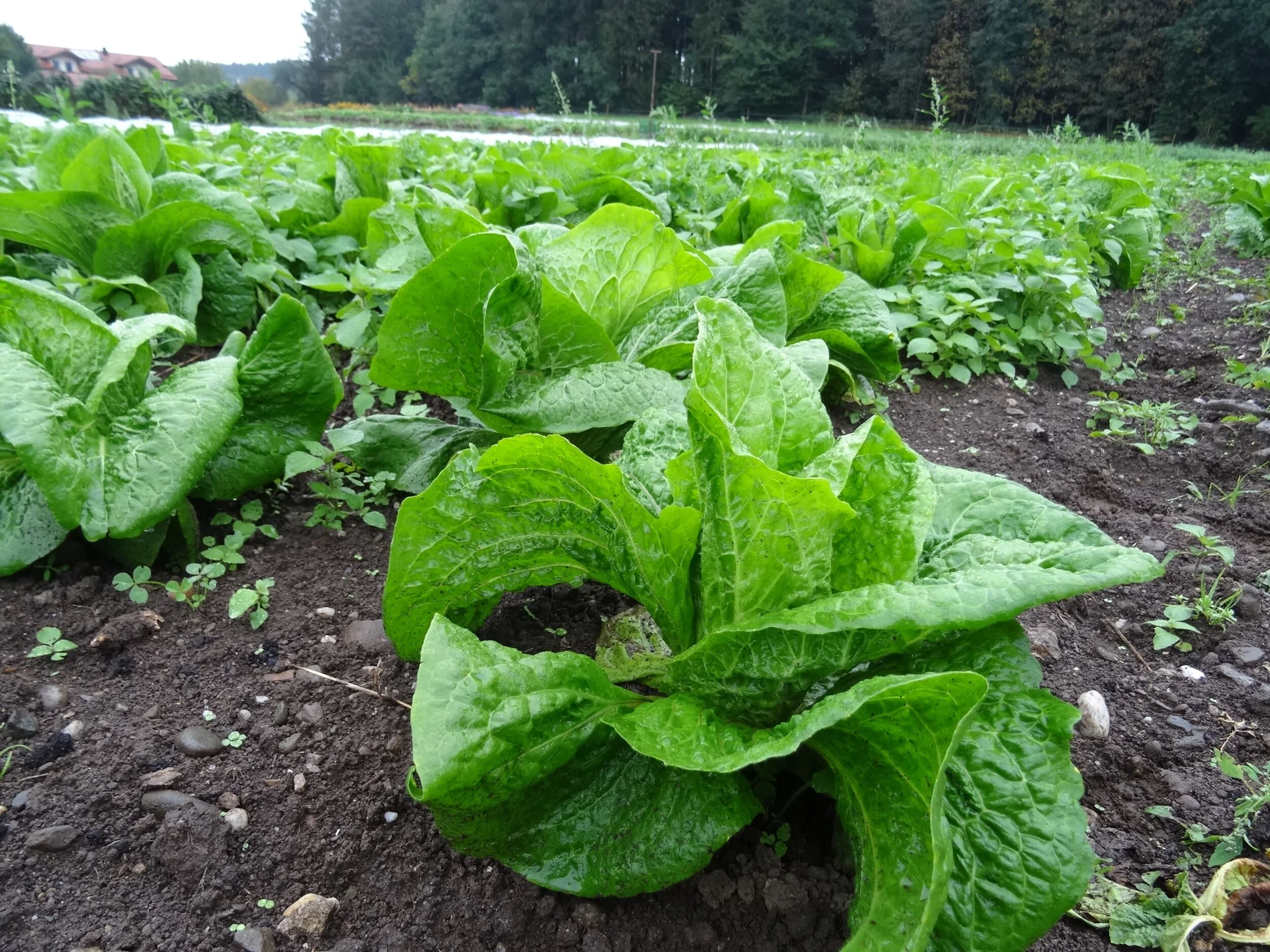 KW 38 - Wir jäten und jäten