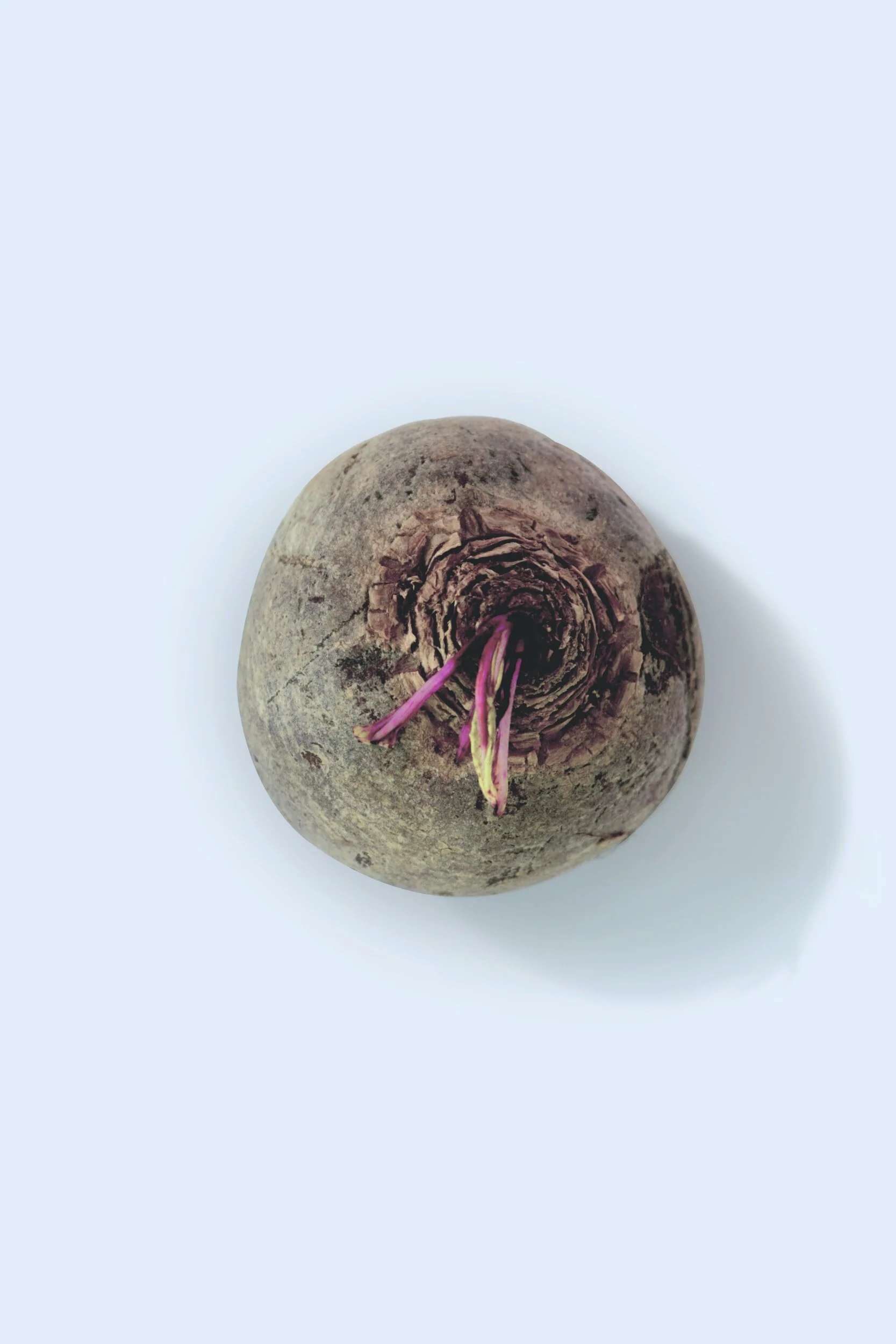 Flan mit Ringelbete oder Rote Bete