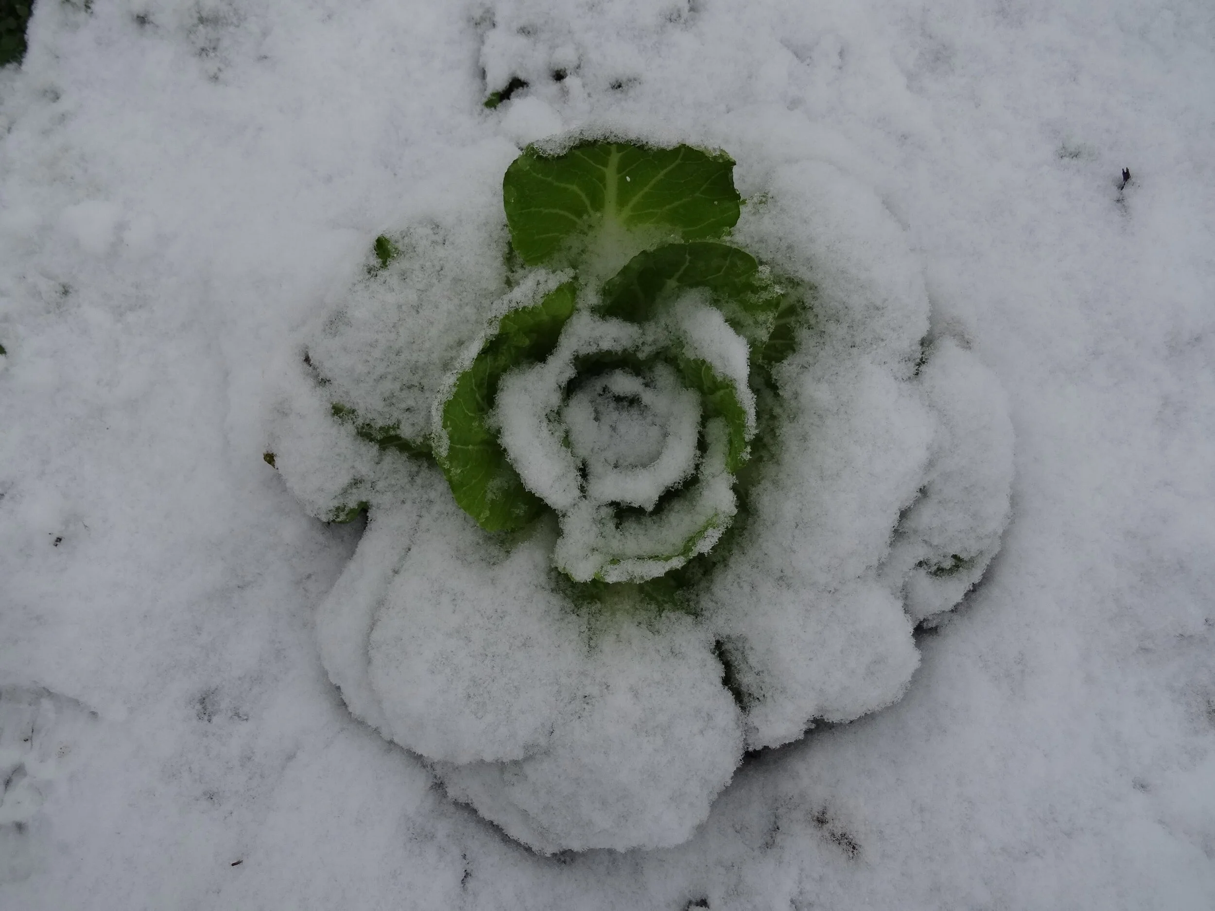 KW 50 - Winterliche Impressionen