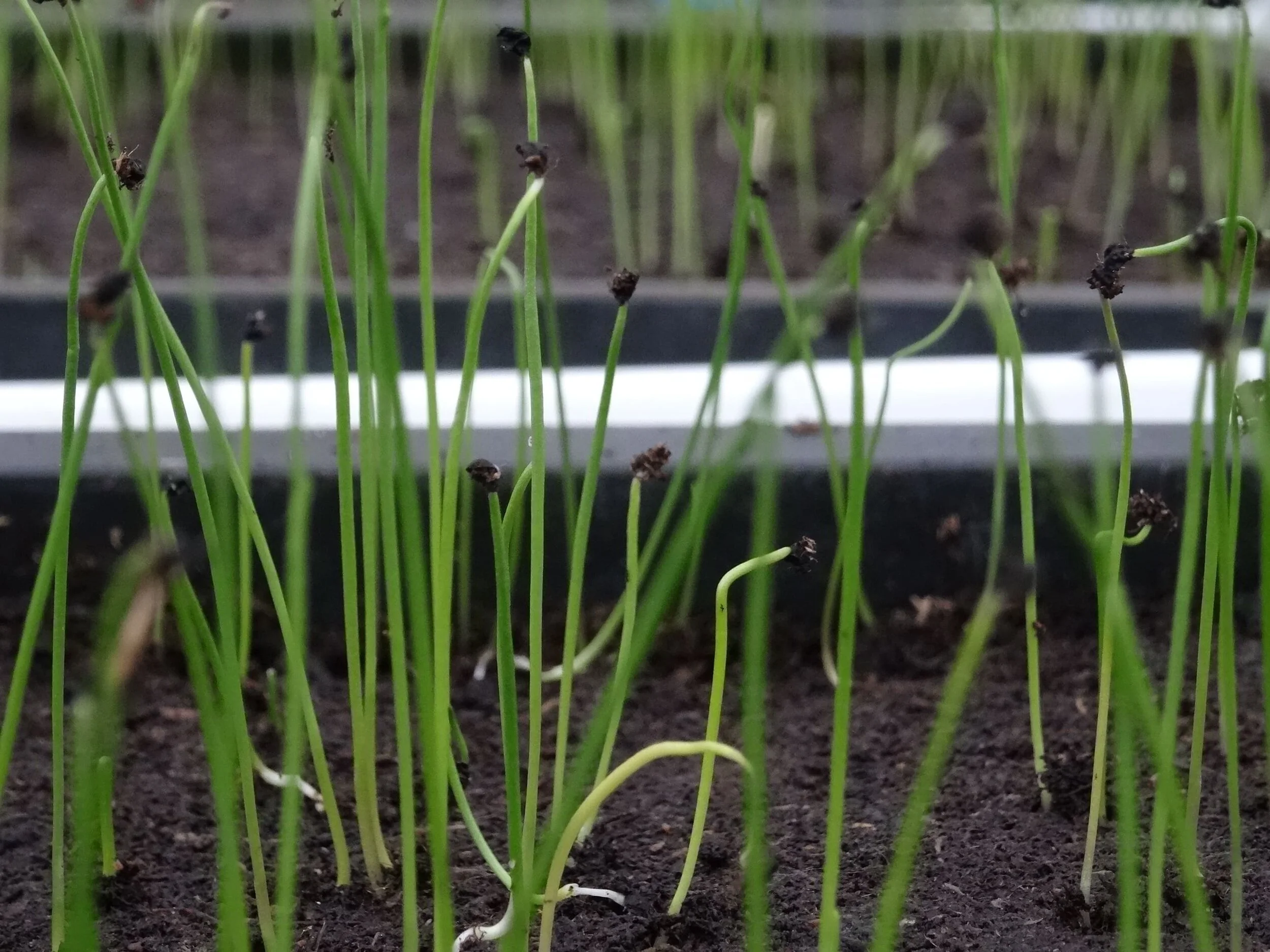 KW 08 - Eigenes Saatgut und selbstständige Thermohäuser