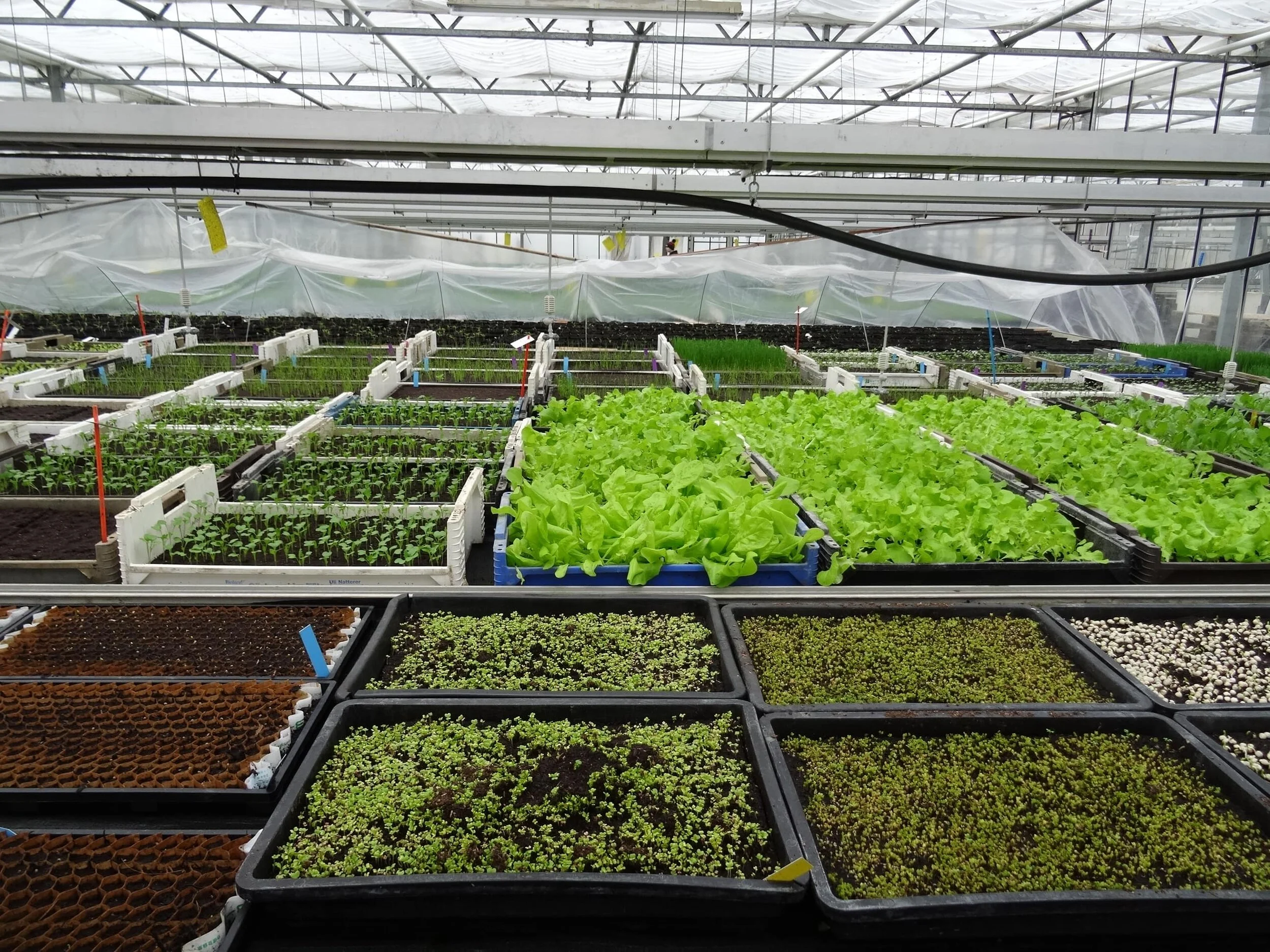 21-03-16 Vielfalt in der Anzucht-min.JPG