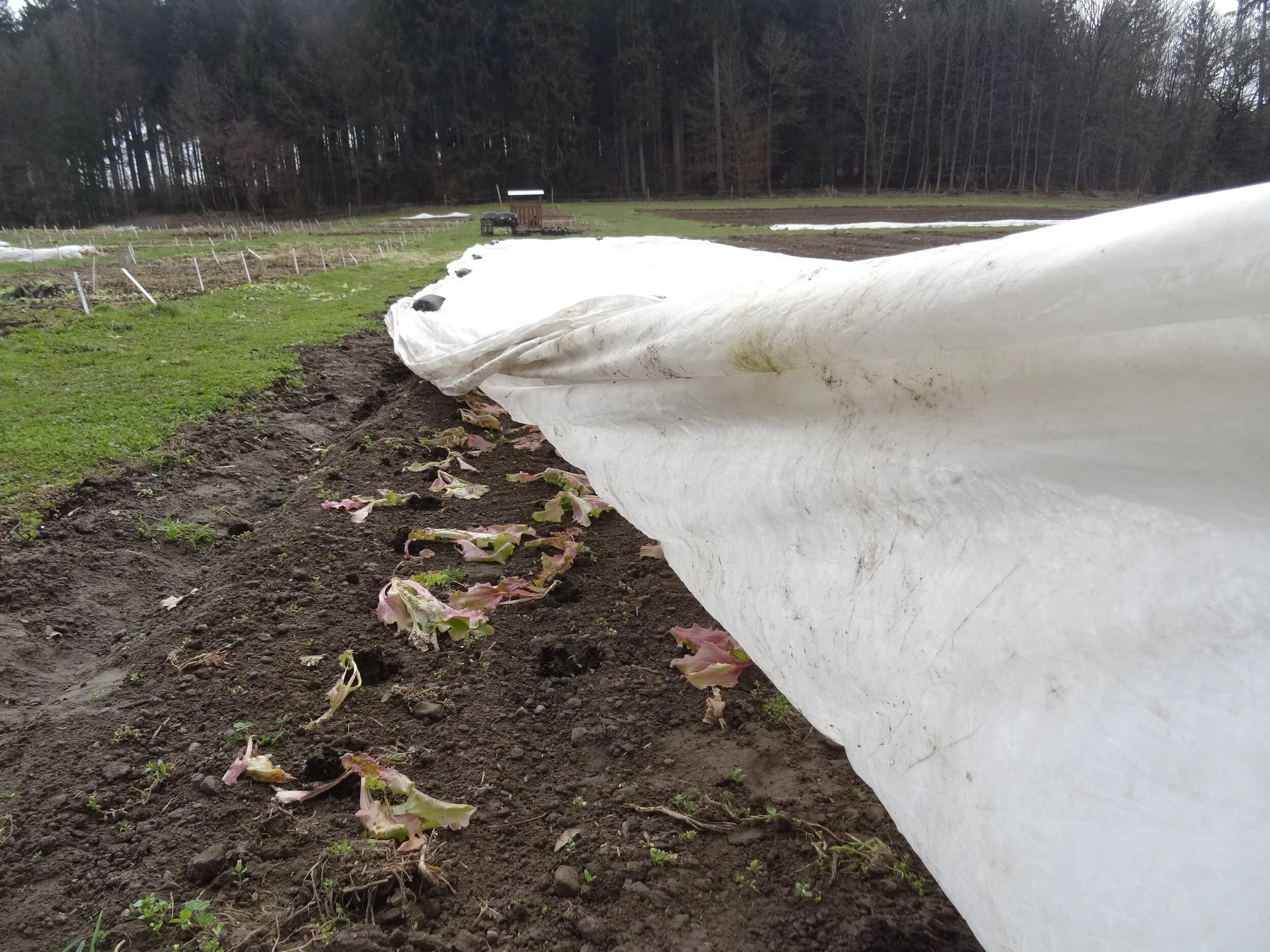 KW 09 - Endlich ins Freiland: Wir legen die Beete an! 