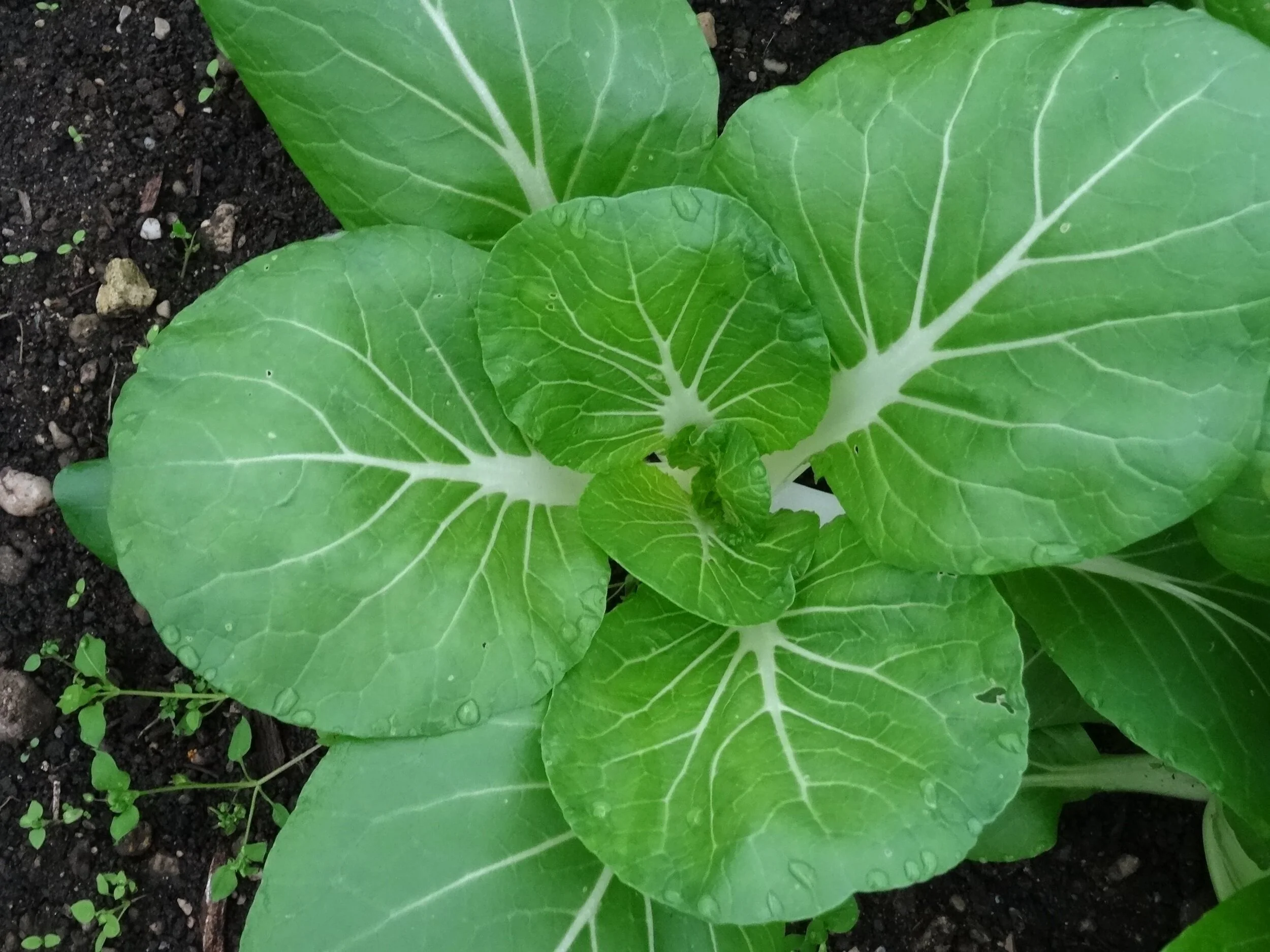Pak Choi - ein Rezept für drei Gerichte 