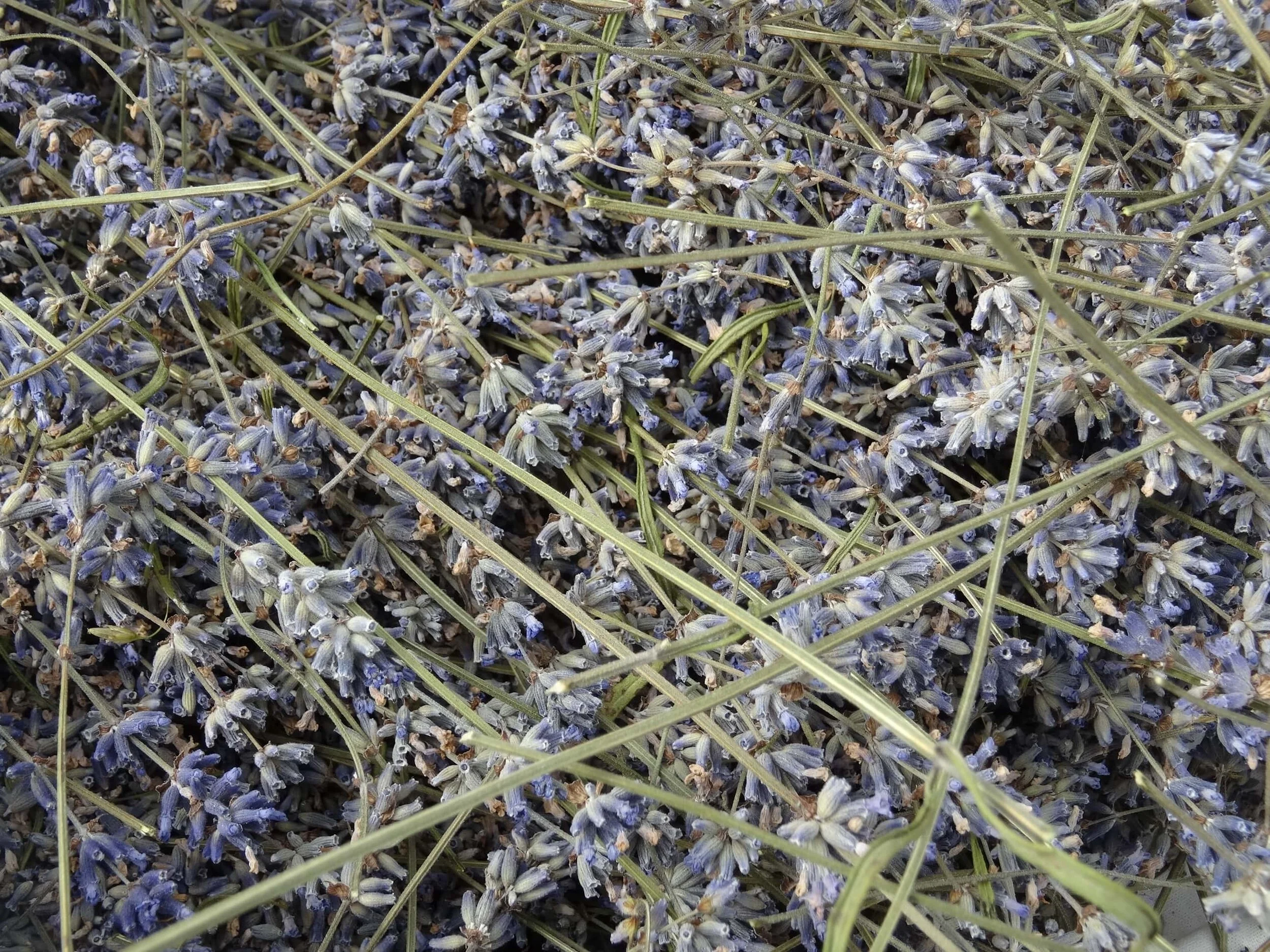 KW 12 - Kräuterschätze vom Speicher gehoben