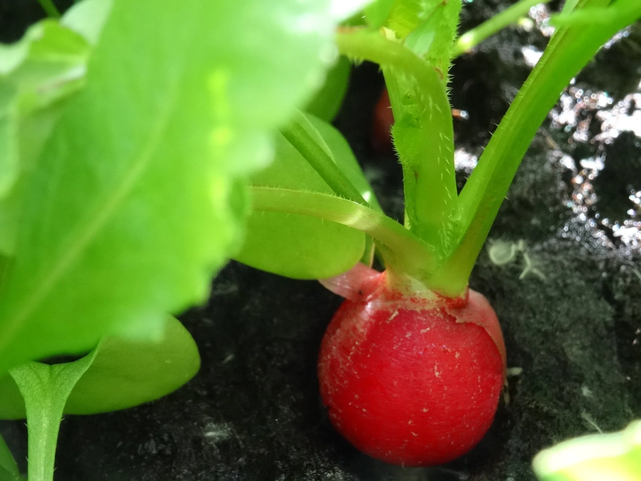 Radieschenblätter Pesto